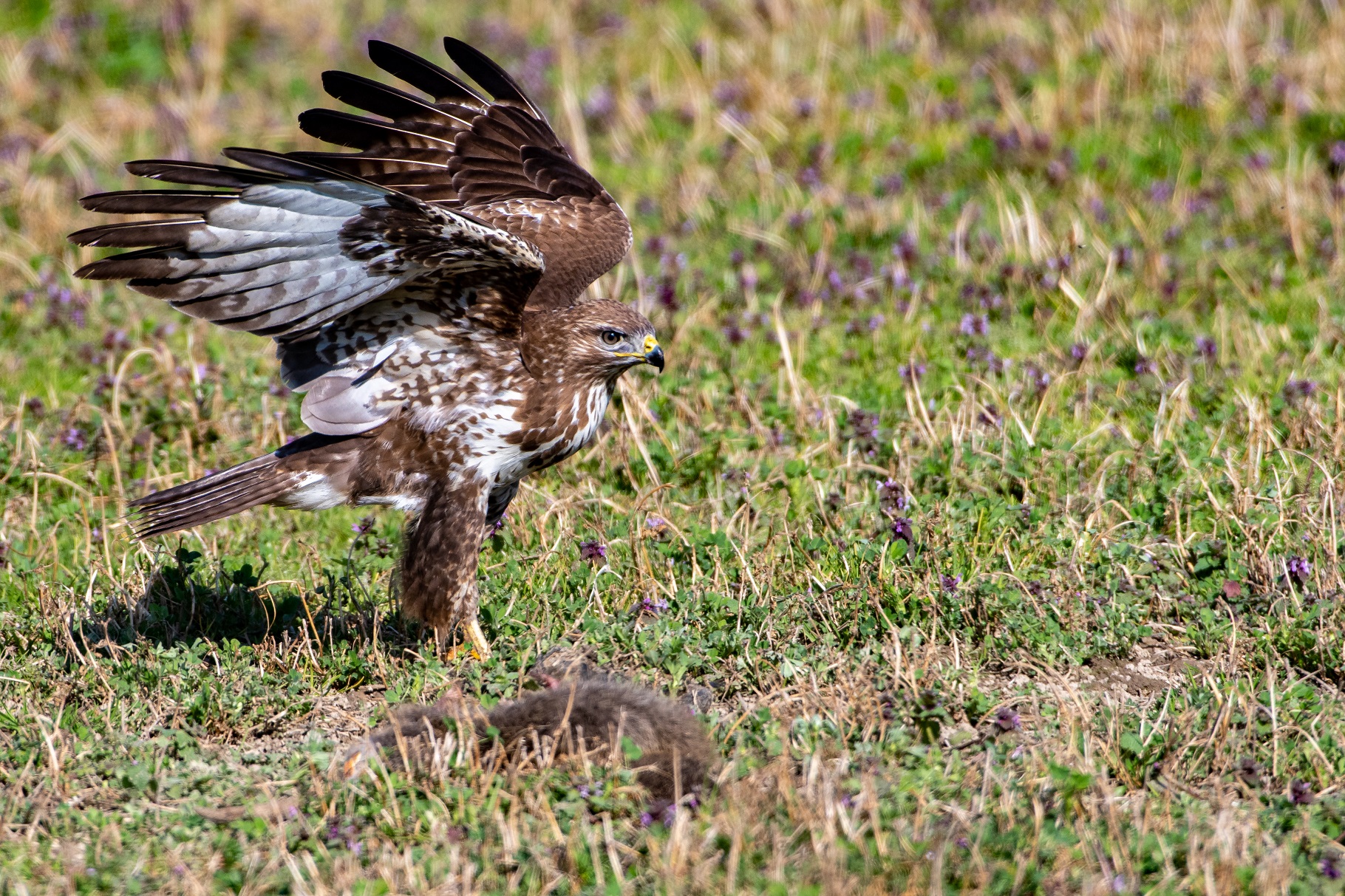 buzzard 2