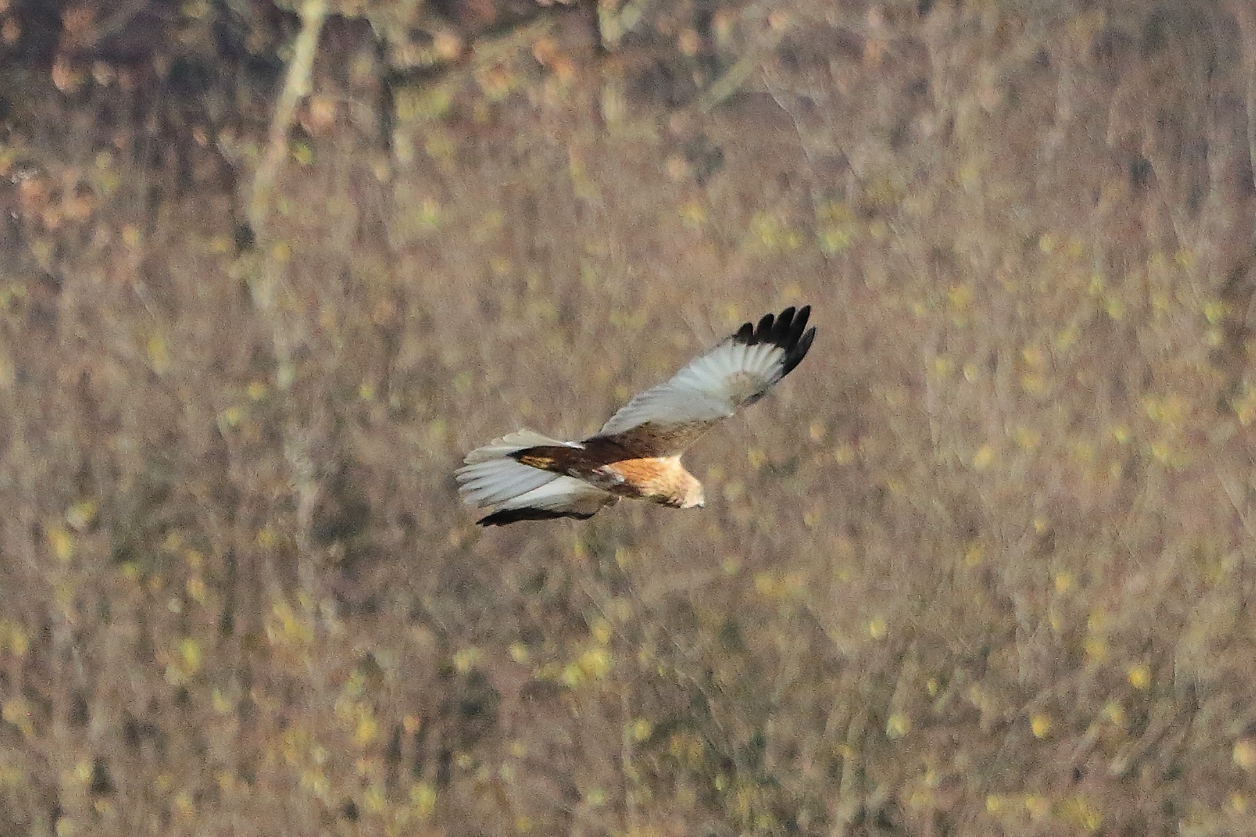 Falco di palude 12 dicembre 2022