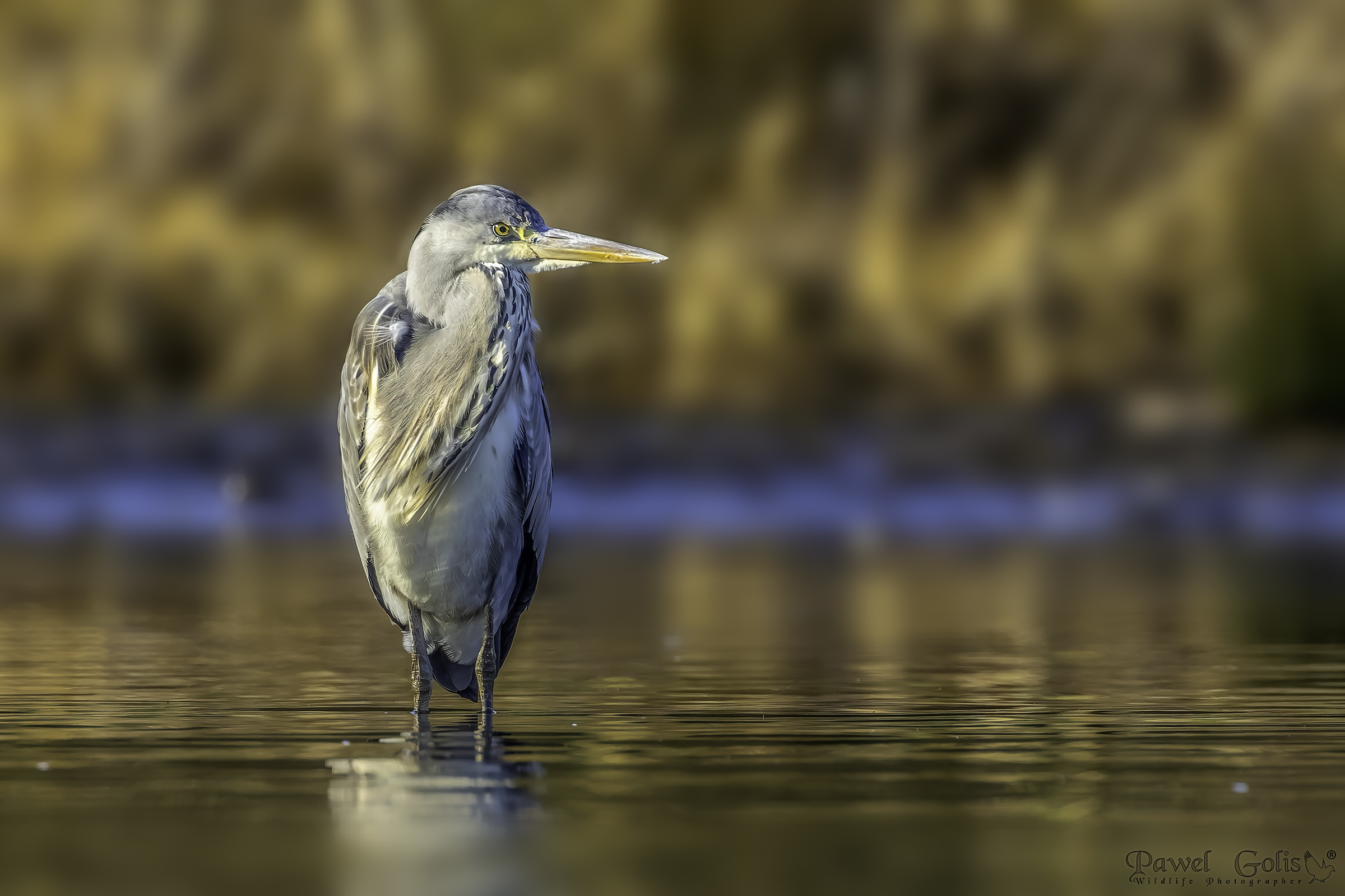 Grey heron (Ardea cinerea)