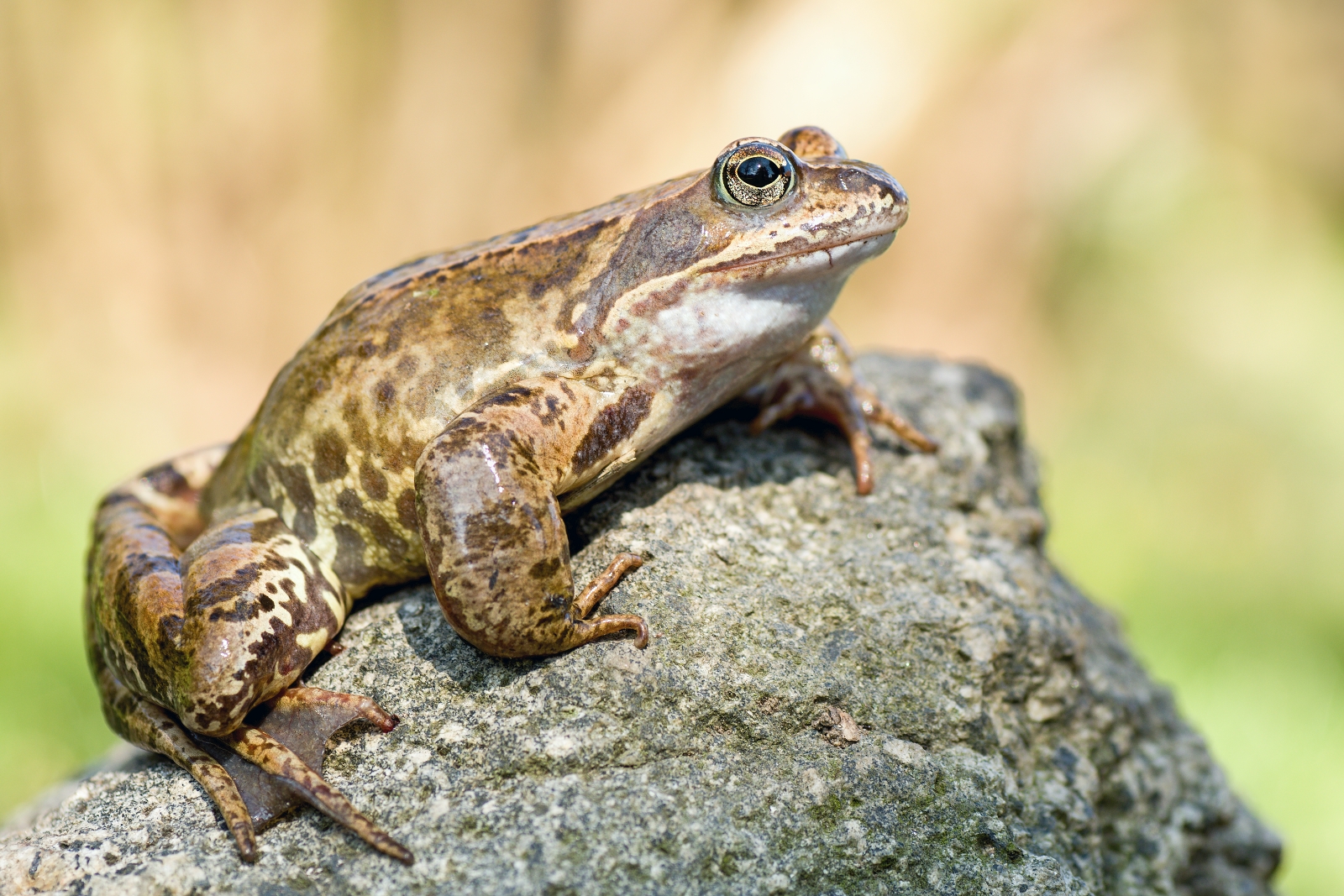 Rana temporaria