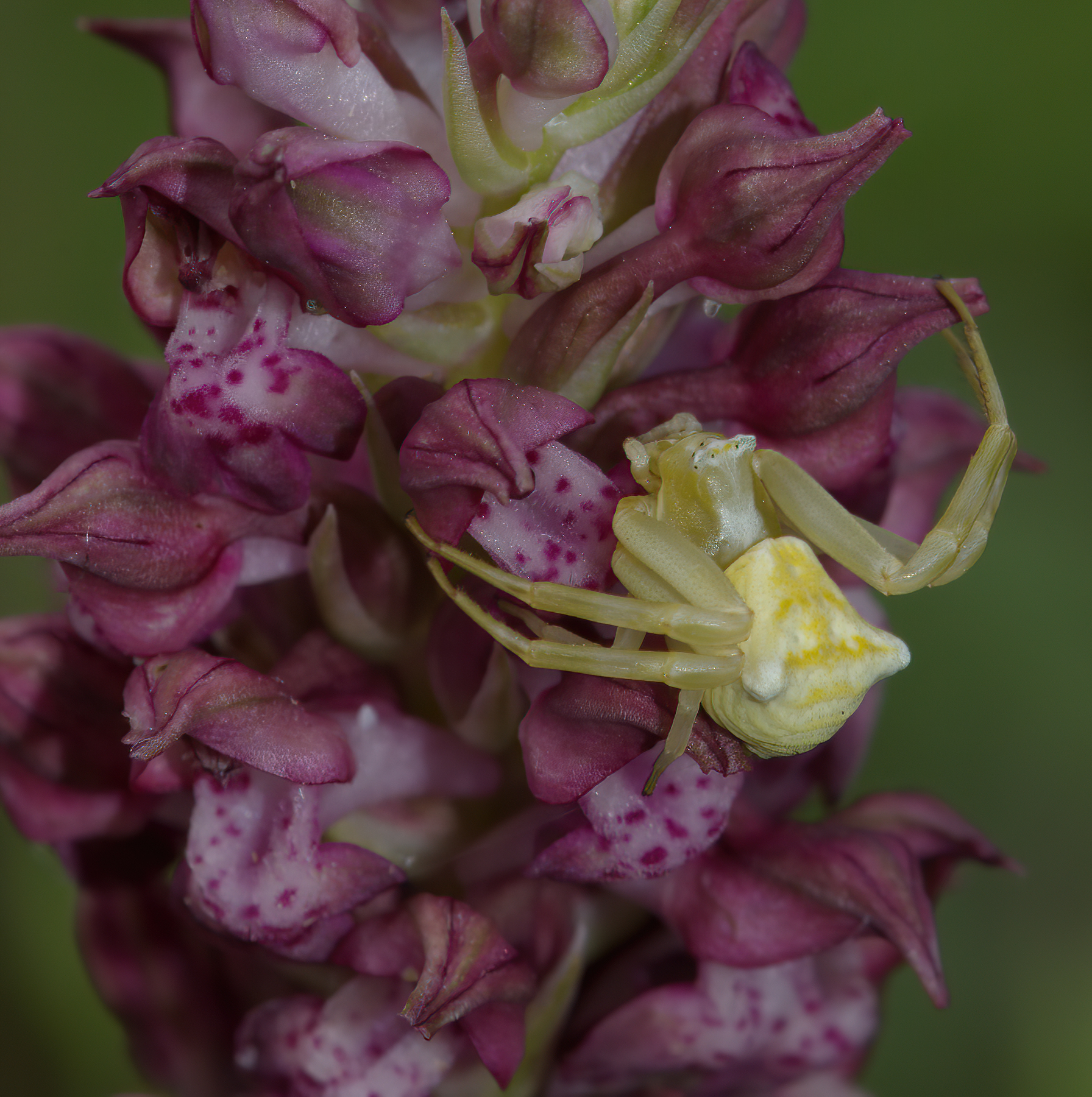 Tomisis on Anacamptis coriophora