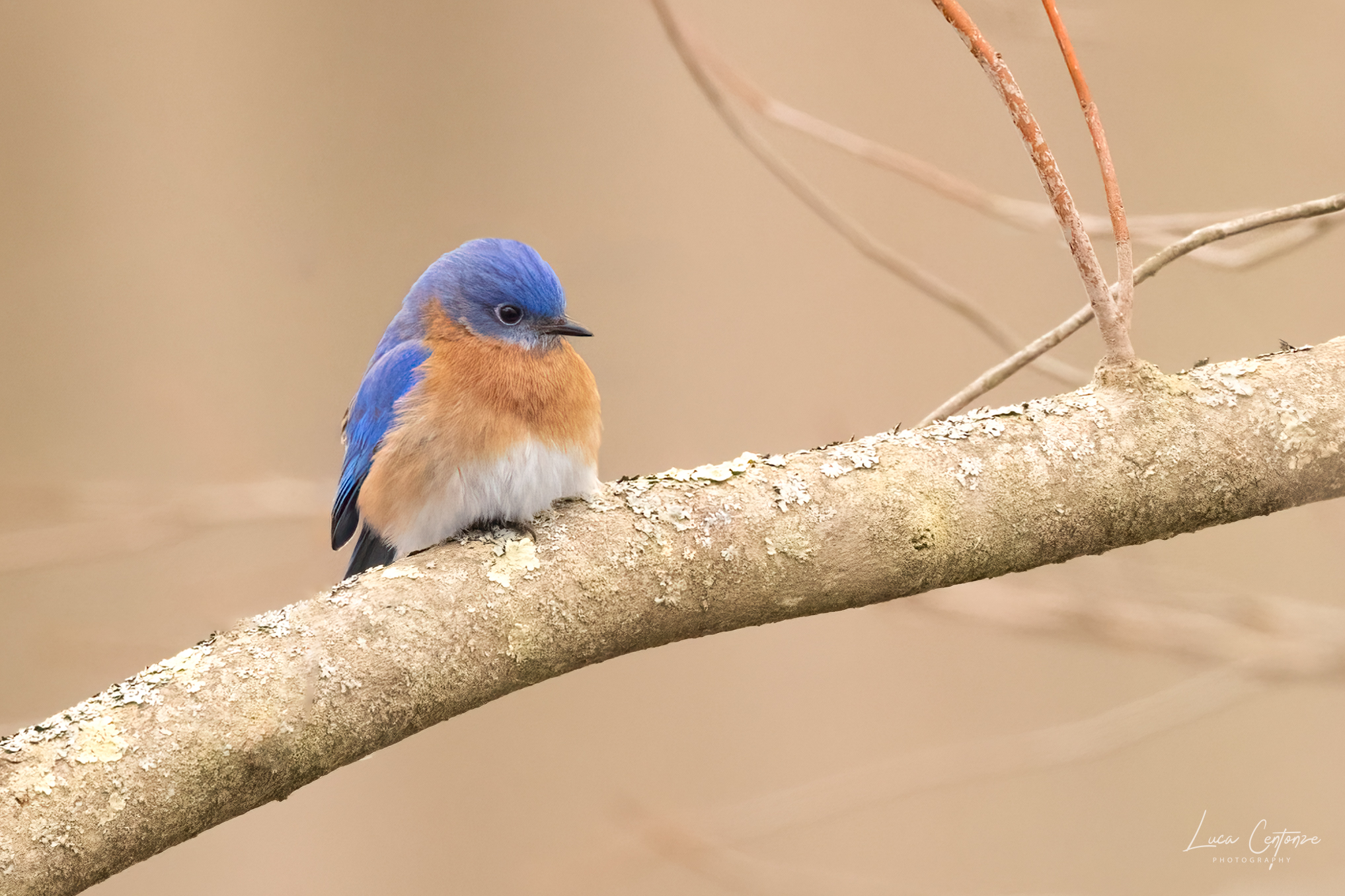 Eastern Bluebird (Silia sialis)
