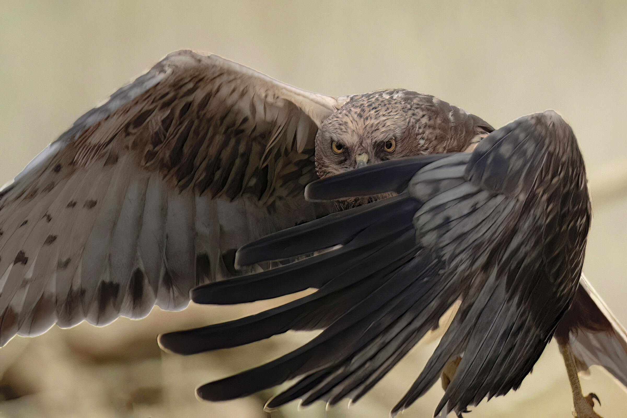 Marsh harrier