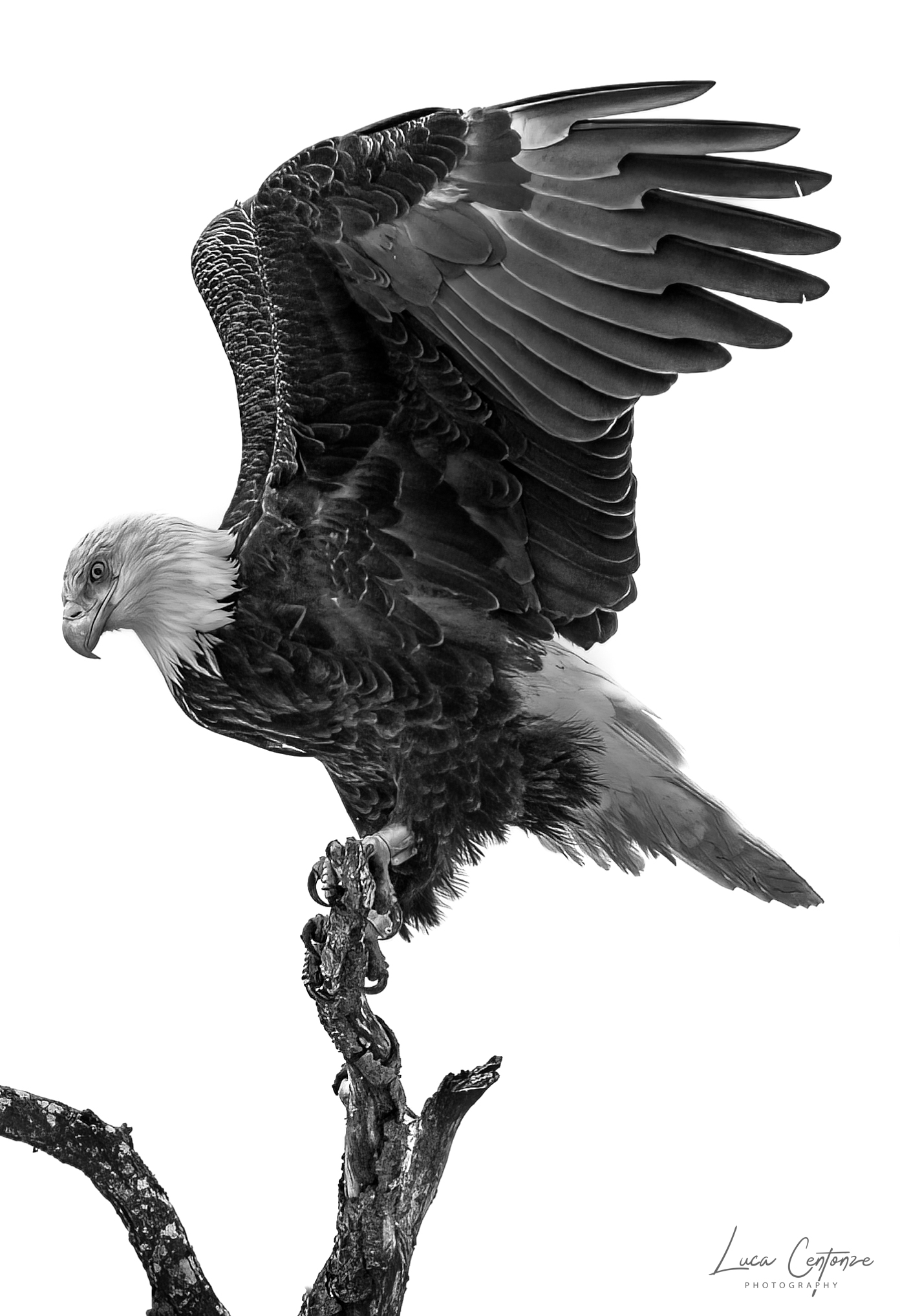 Bald Eagle (Haliaeetus leucocephalus)