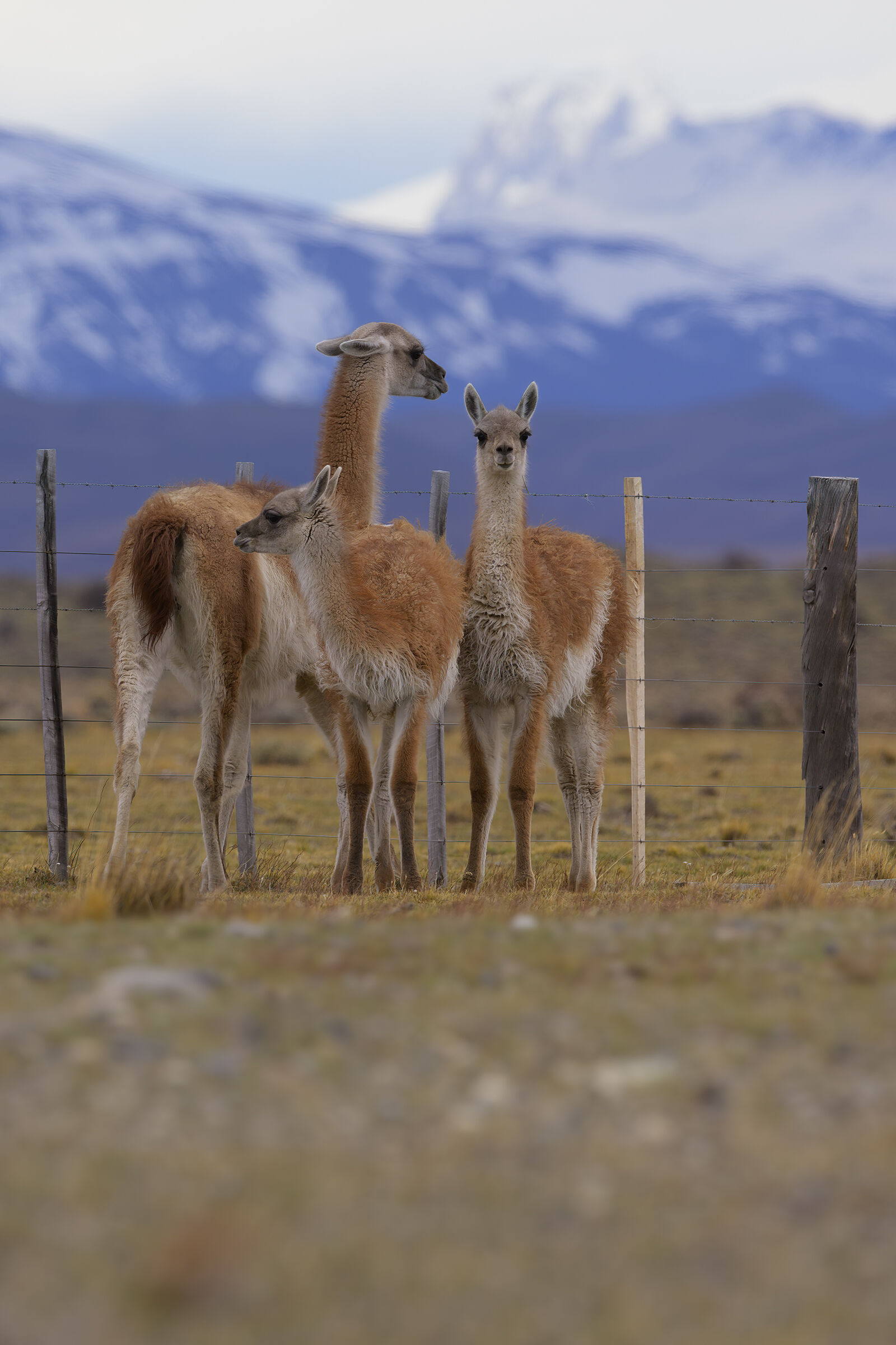 Dynasty Guanaco