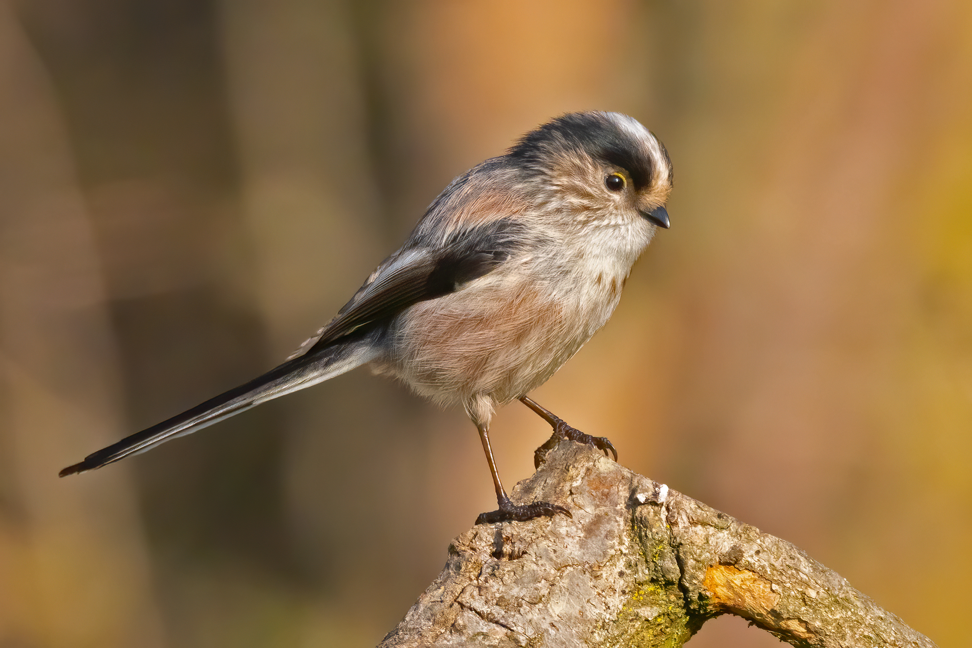 Codibugnolo (Aegithalos caudatus)