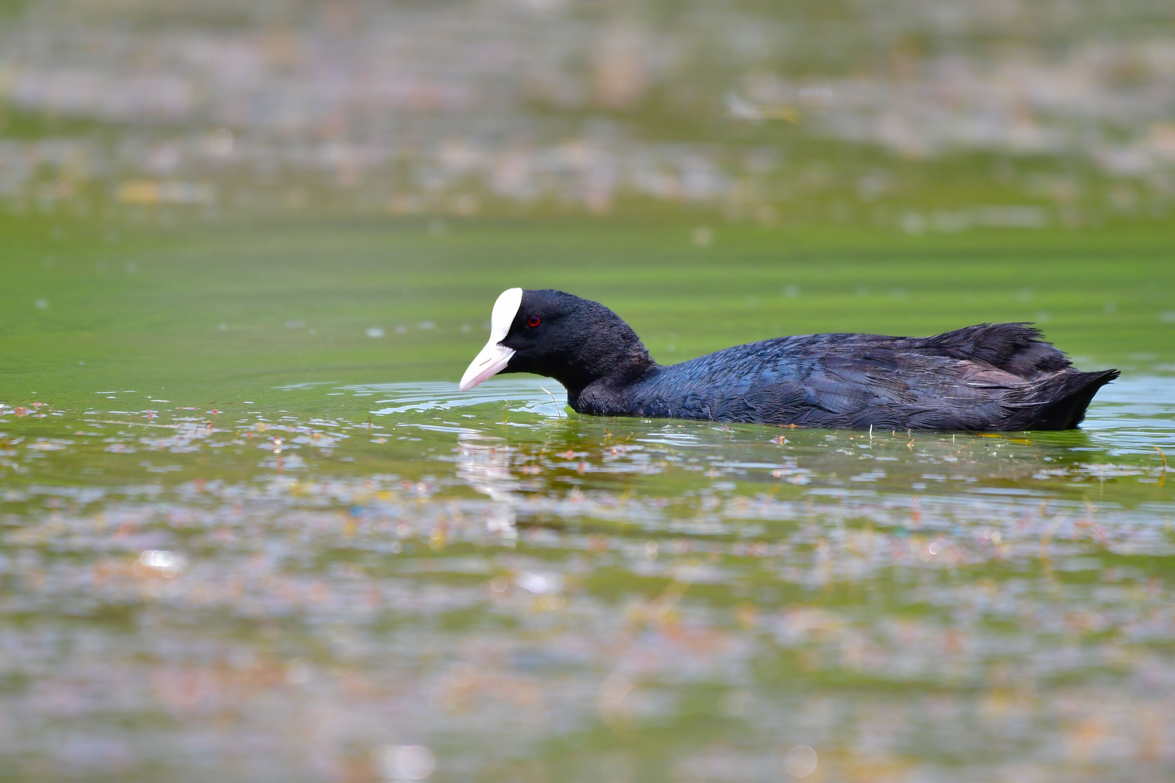 Coot