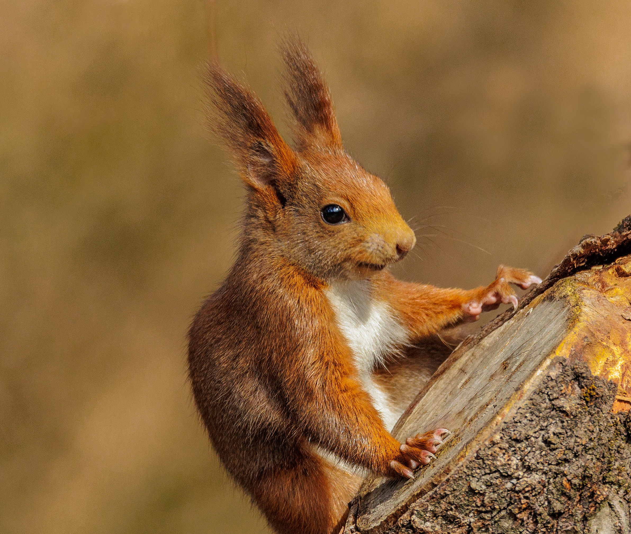Squirrel