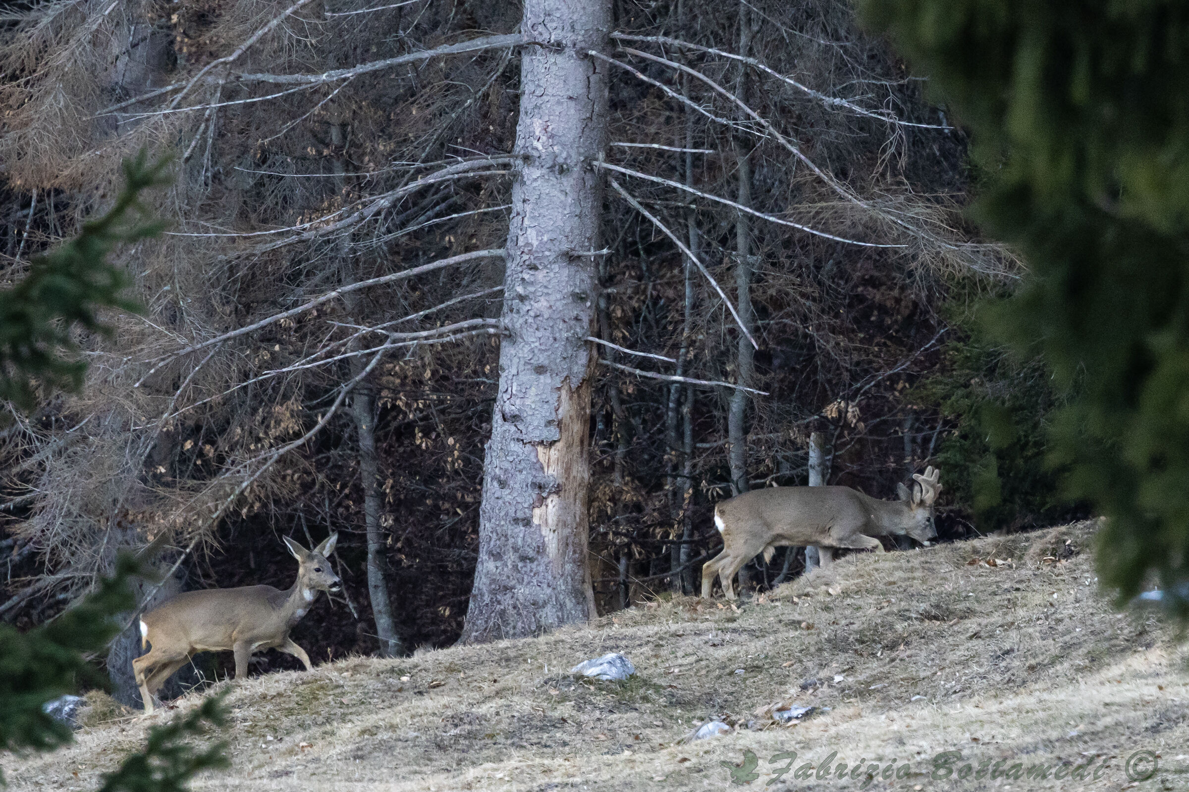 La coppia di caprioli