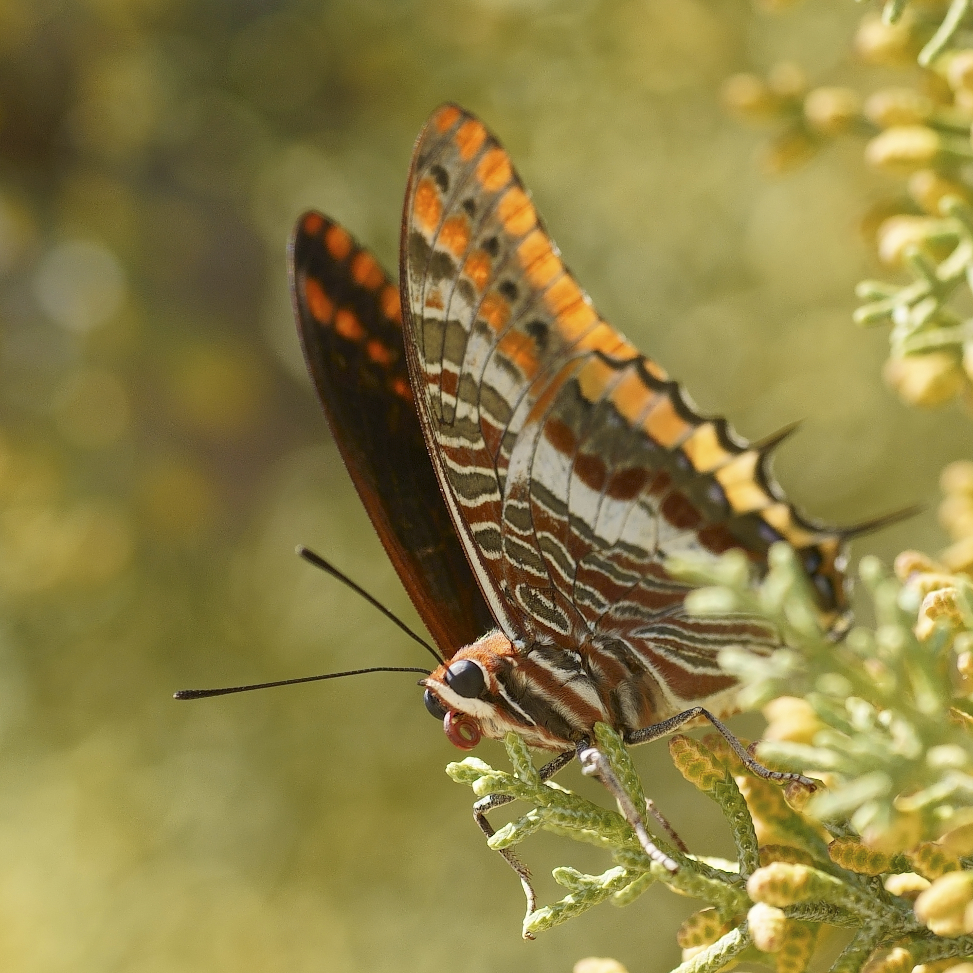 Nymph of the strawberry tree