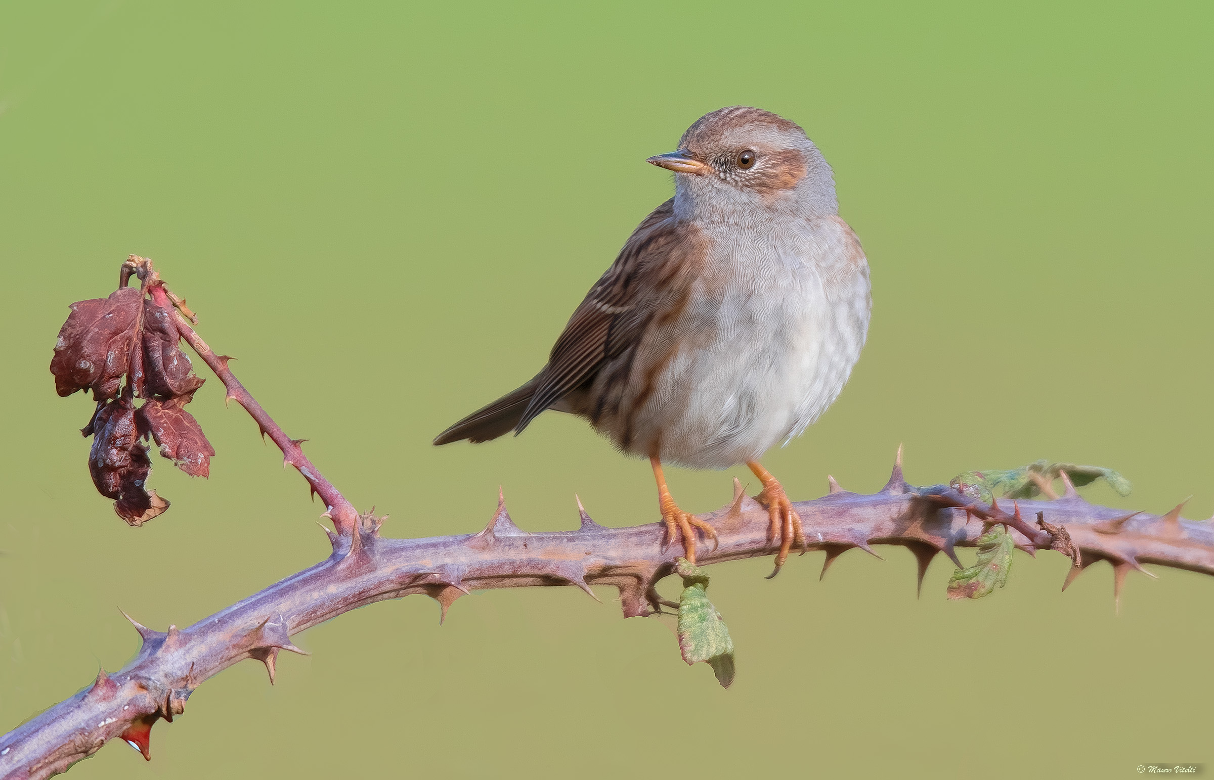 Sparrow (Prunella modularis)