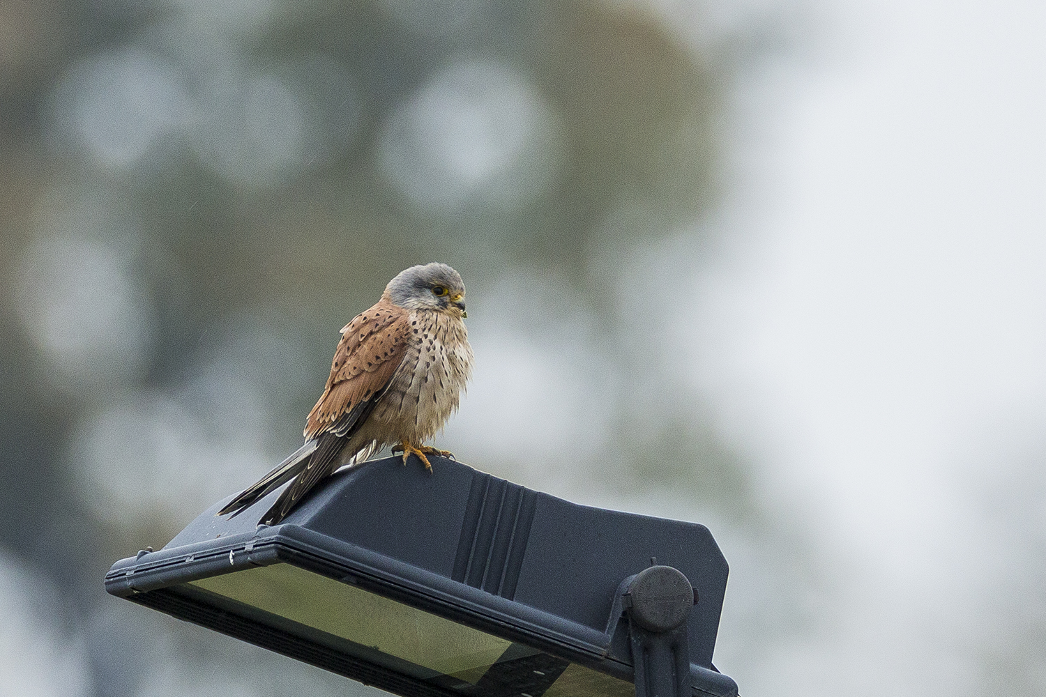 Kestrel