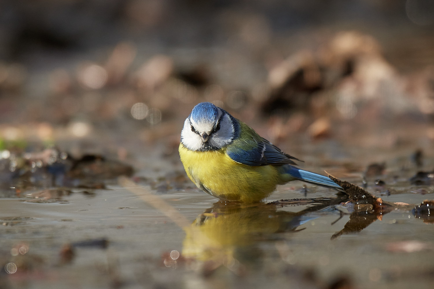 Cinciarella al bagno