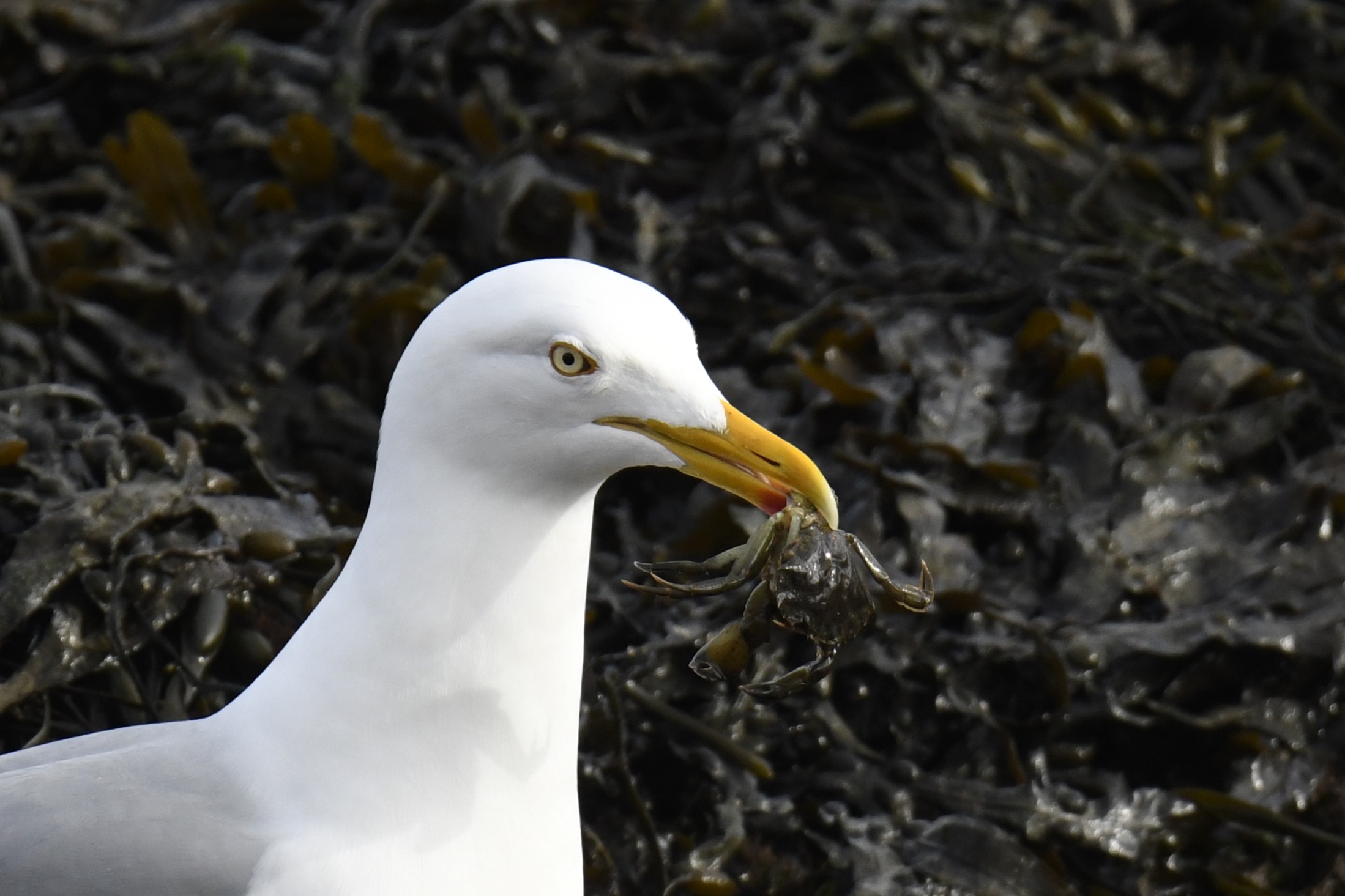 Gabbiano reale (Herring gull)