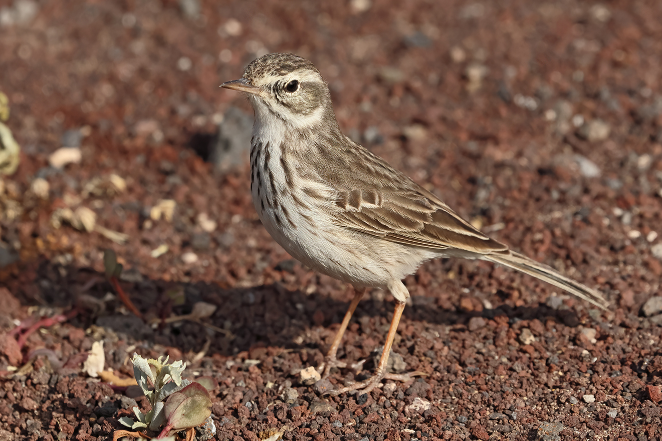 Pispola del Berthelot