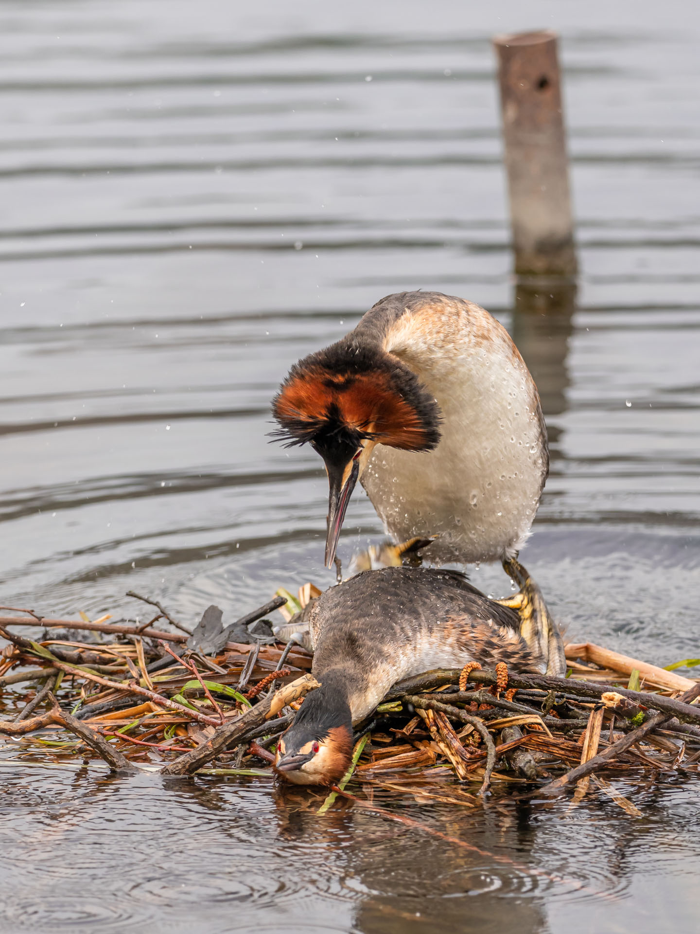 Ah l'amour, l'amour...