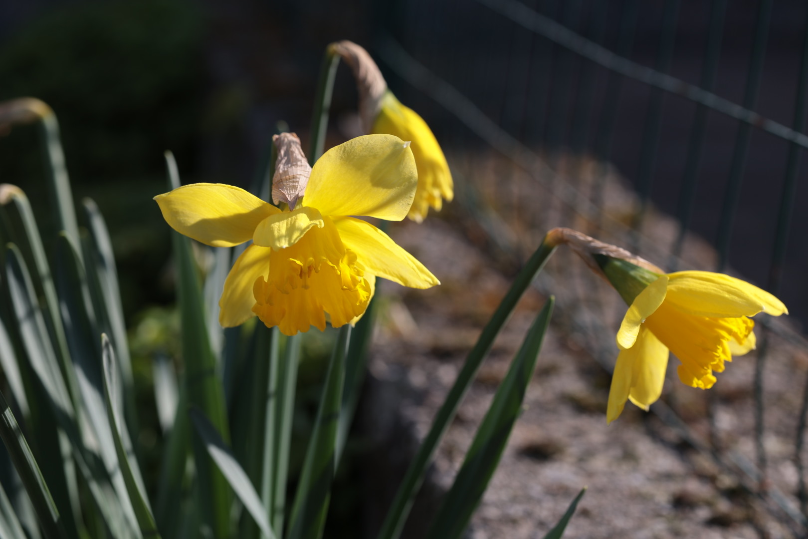 Narciso
