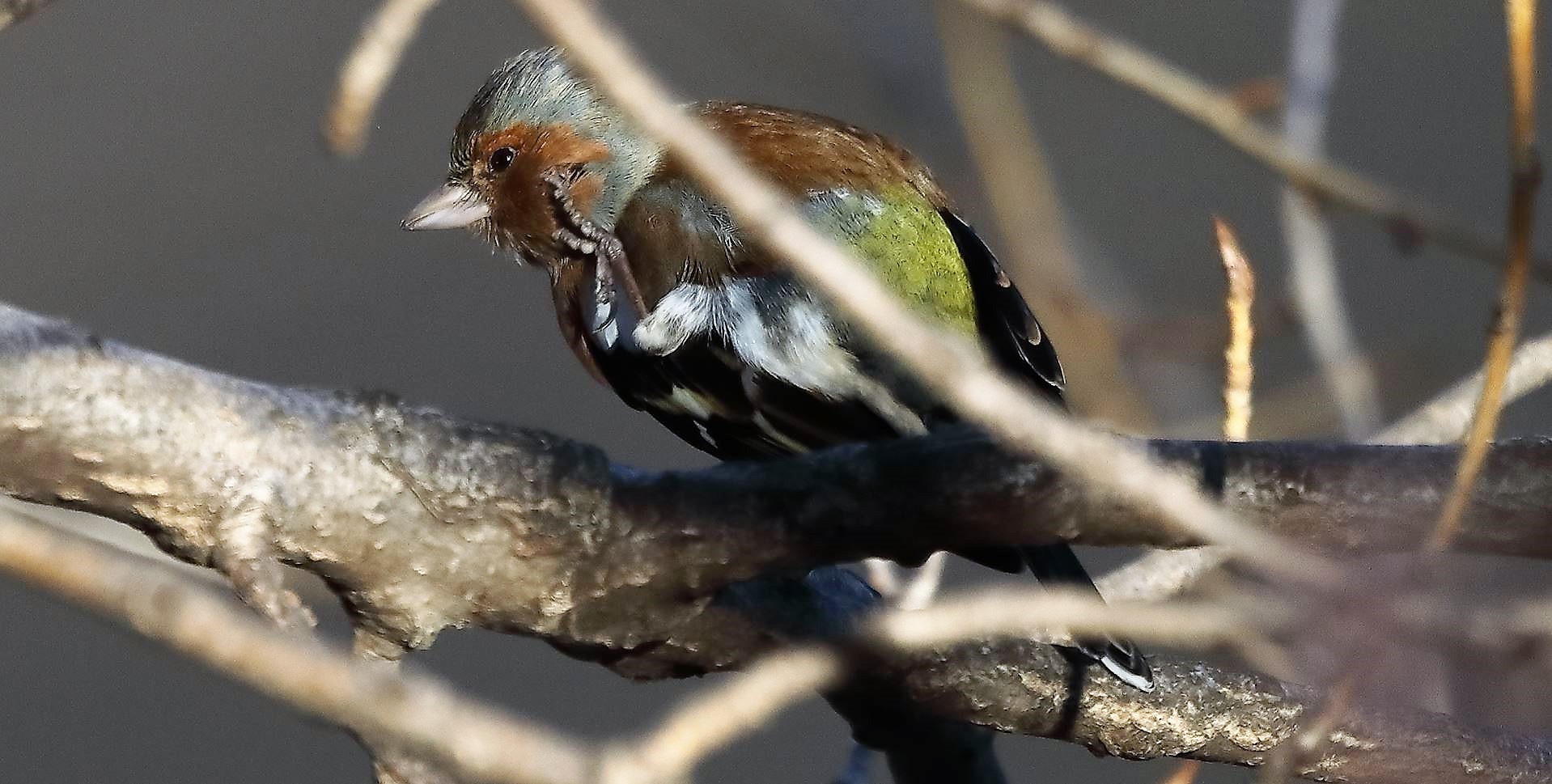 Fringuello 09-01-2023