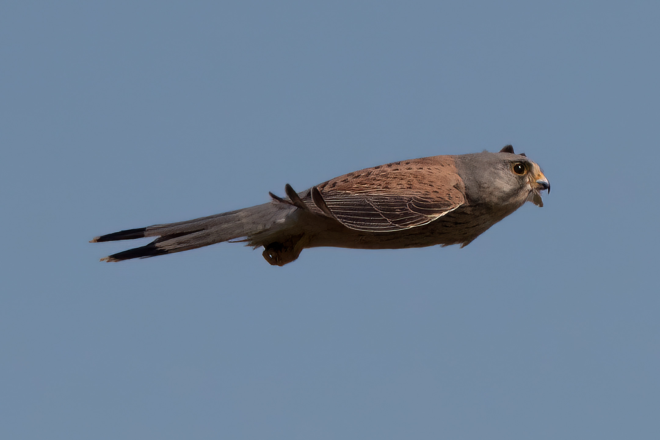 Kestrel