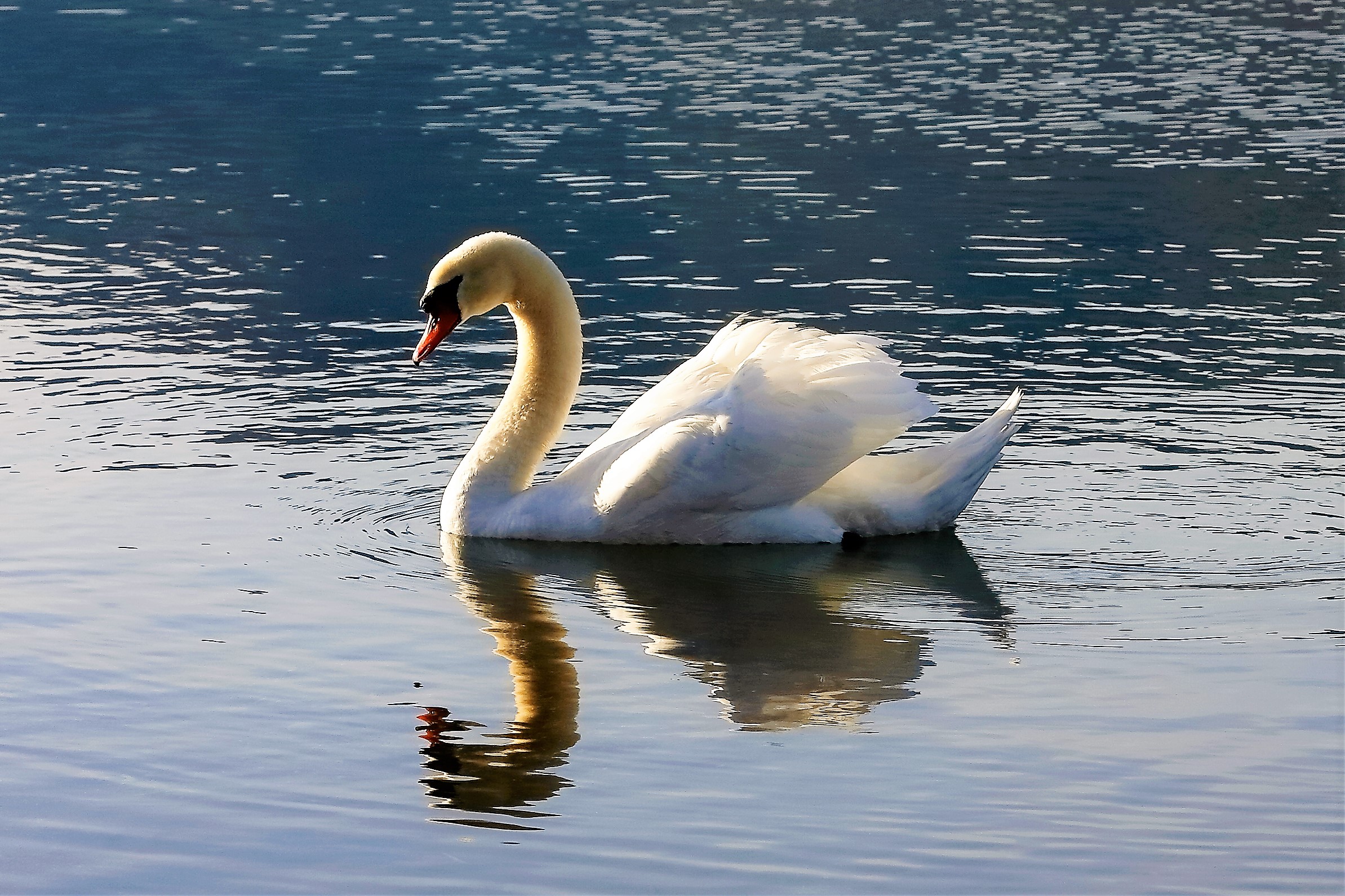 Cigno reale 14 gennaio 2023