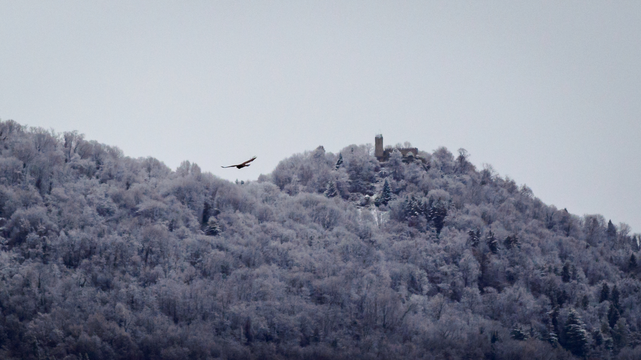 I falchi volano sopra un innevato Brich di Zumaglia