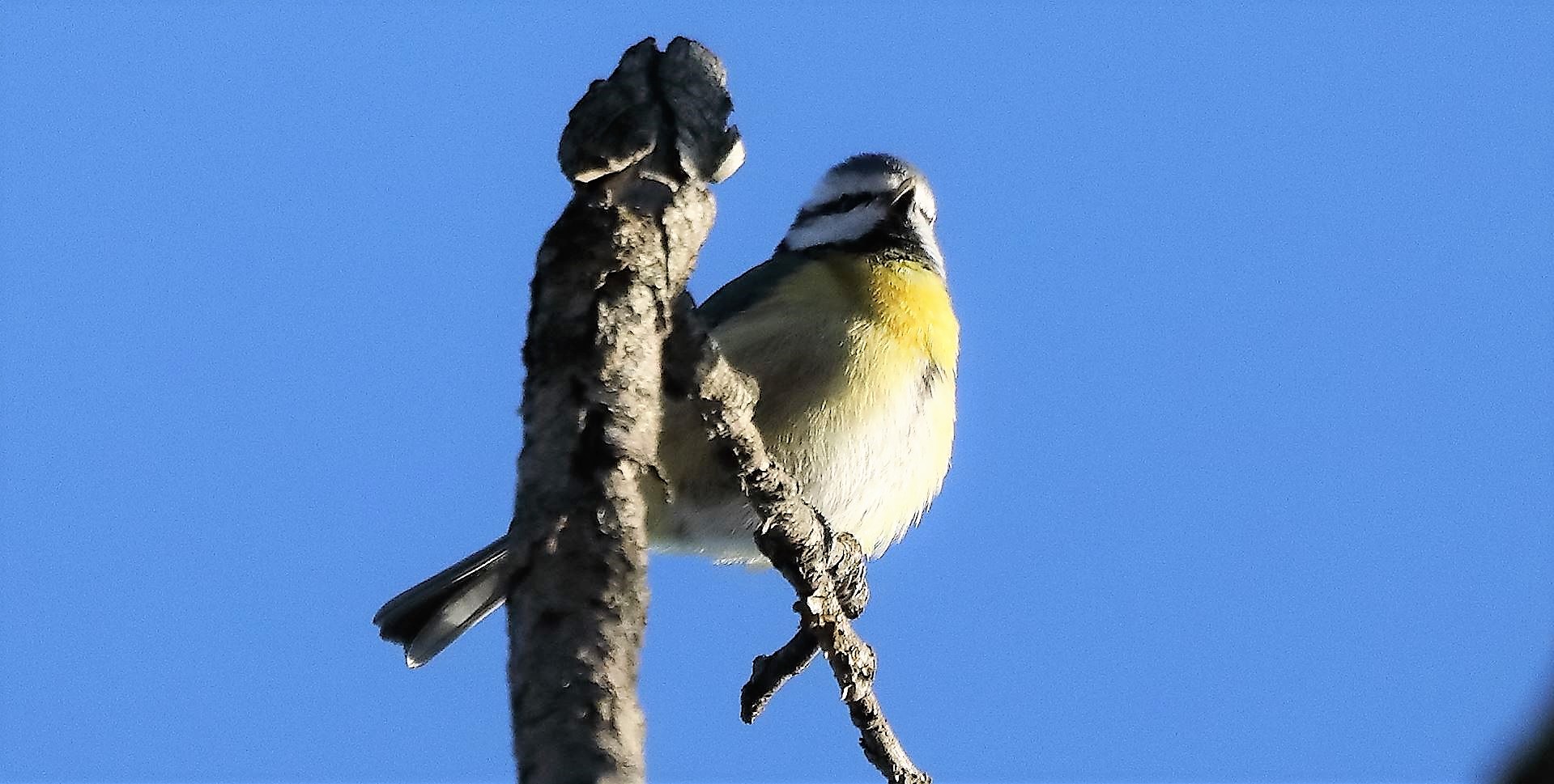 Cinciarella 09-01-2023