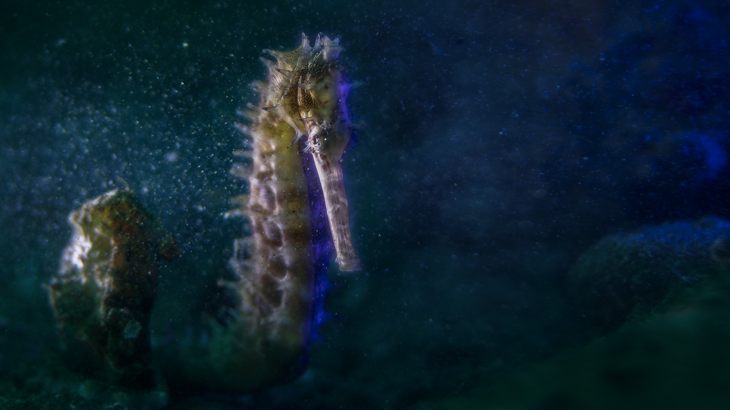 porcupine seahorse Hippocampus Hystrix A