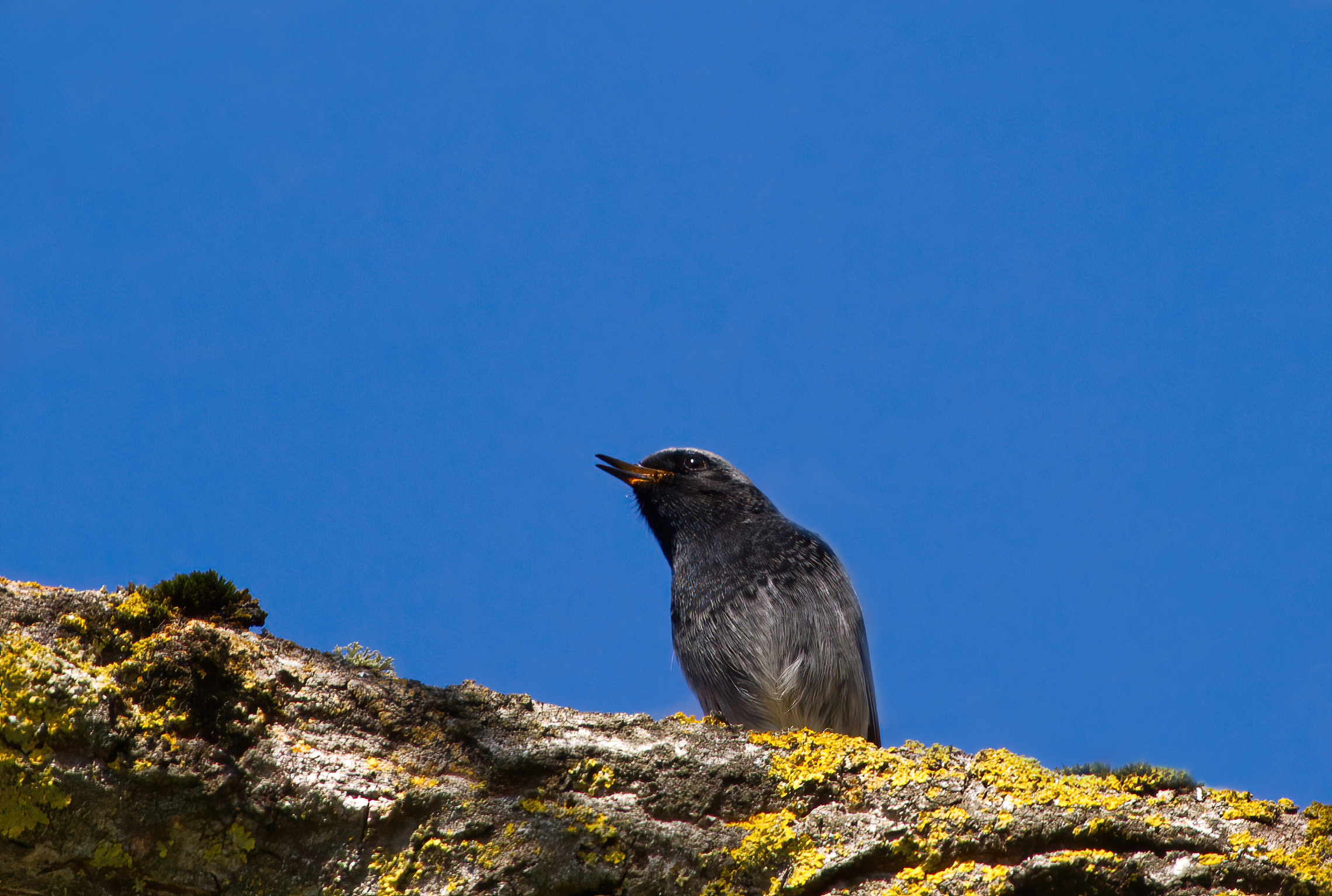 Singing chimney sweep