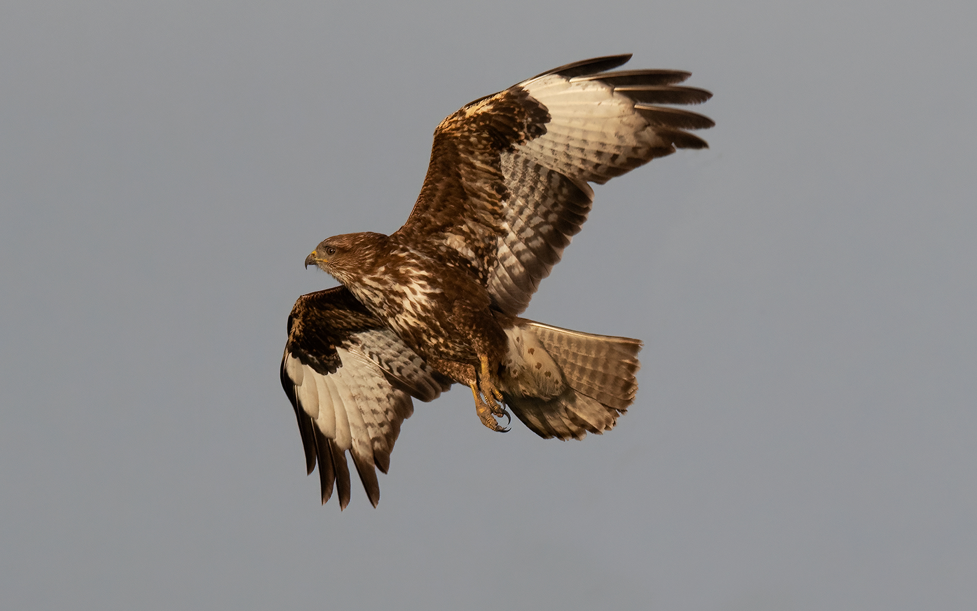 buzzard