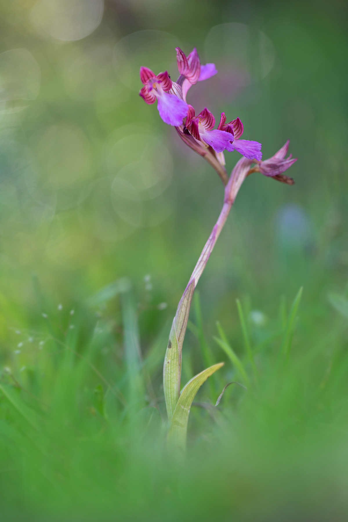 Anacamptis papilionacea