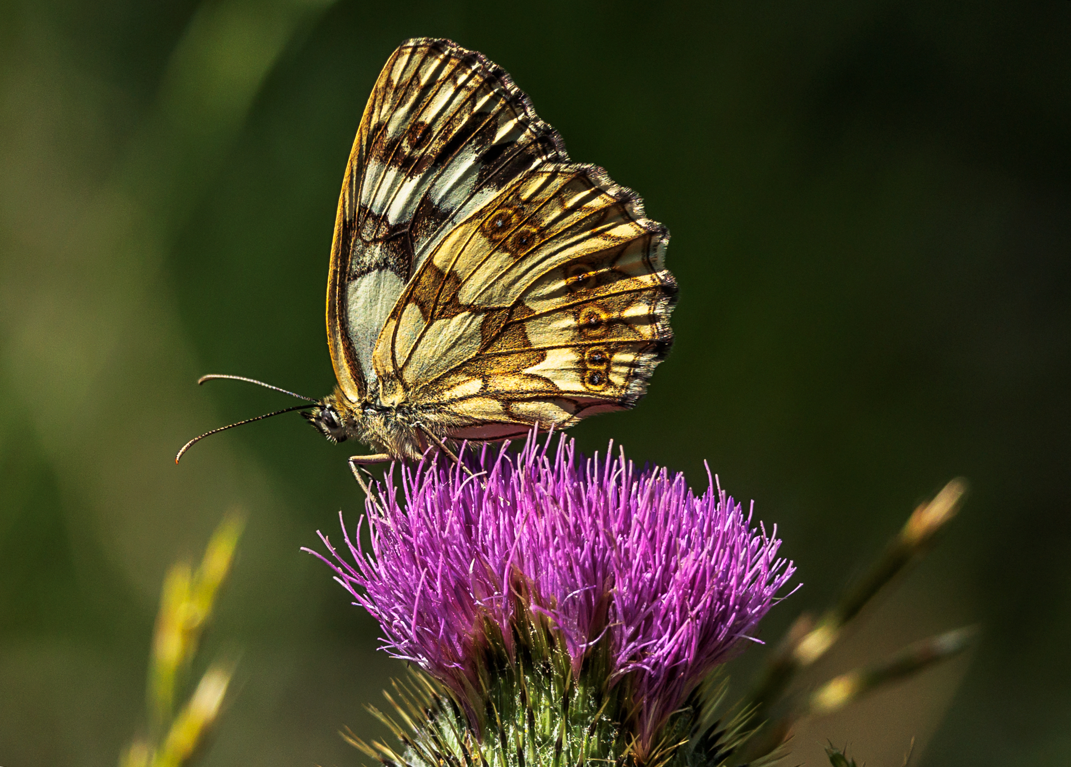 Melanargia galathea