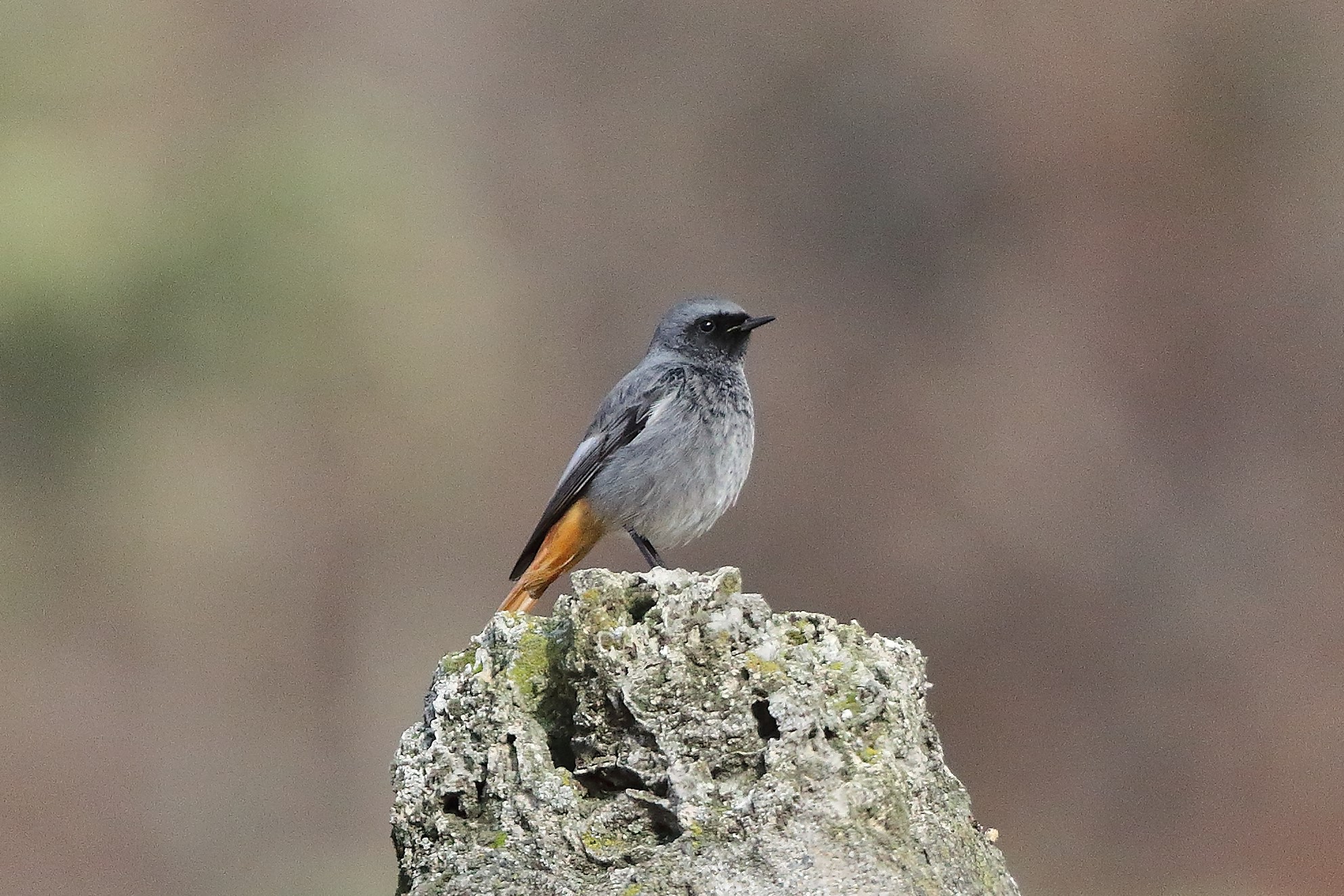 Codirosso 04 gennaio 2023