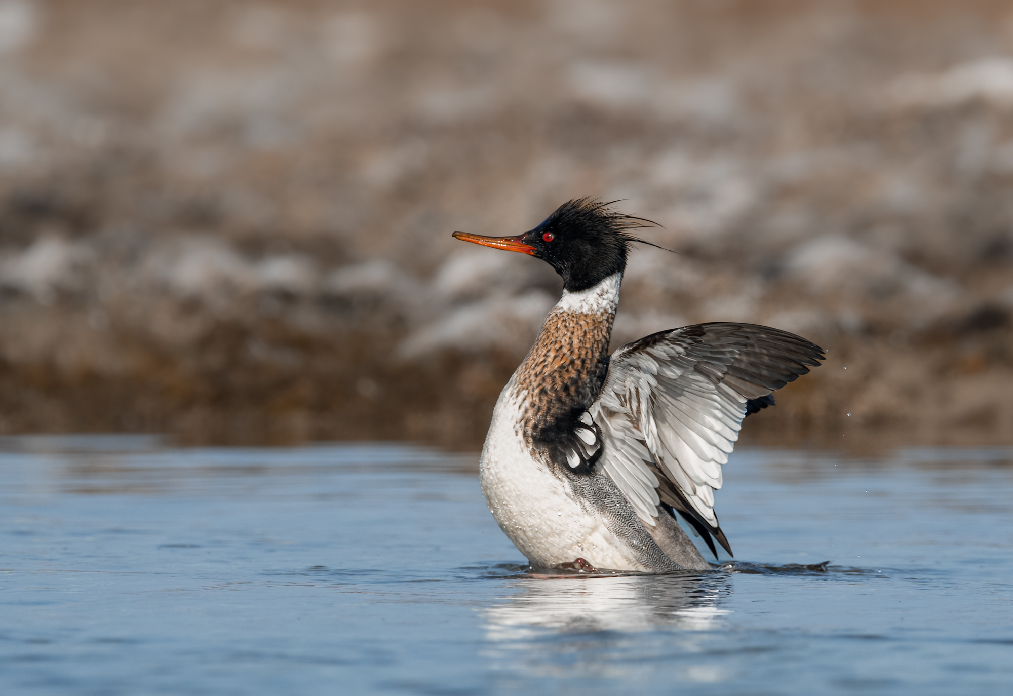 Lesser Merganser (m)