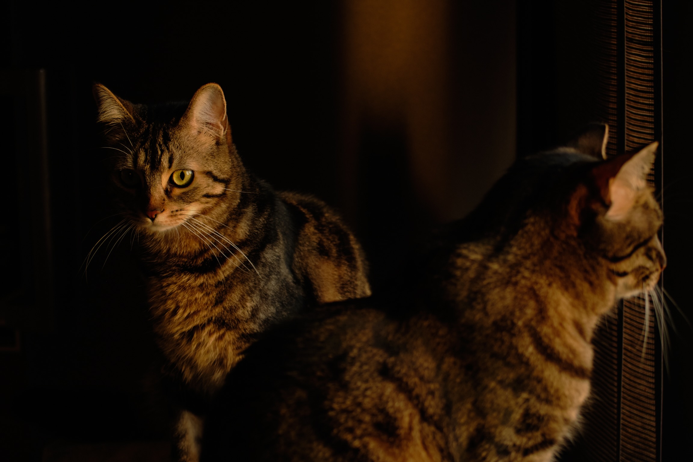 Kimi and Minù at sunset