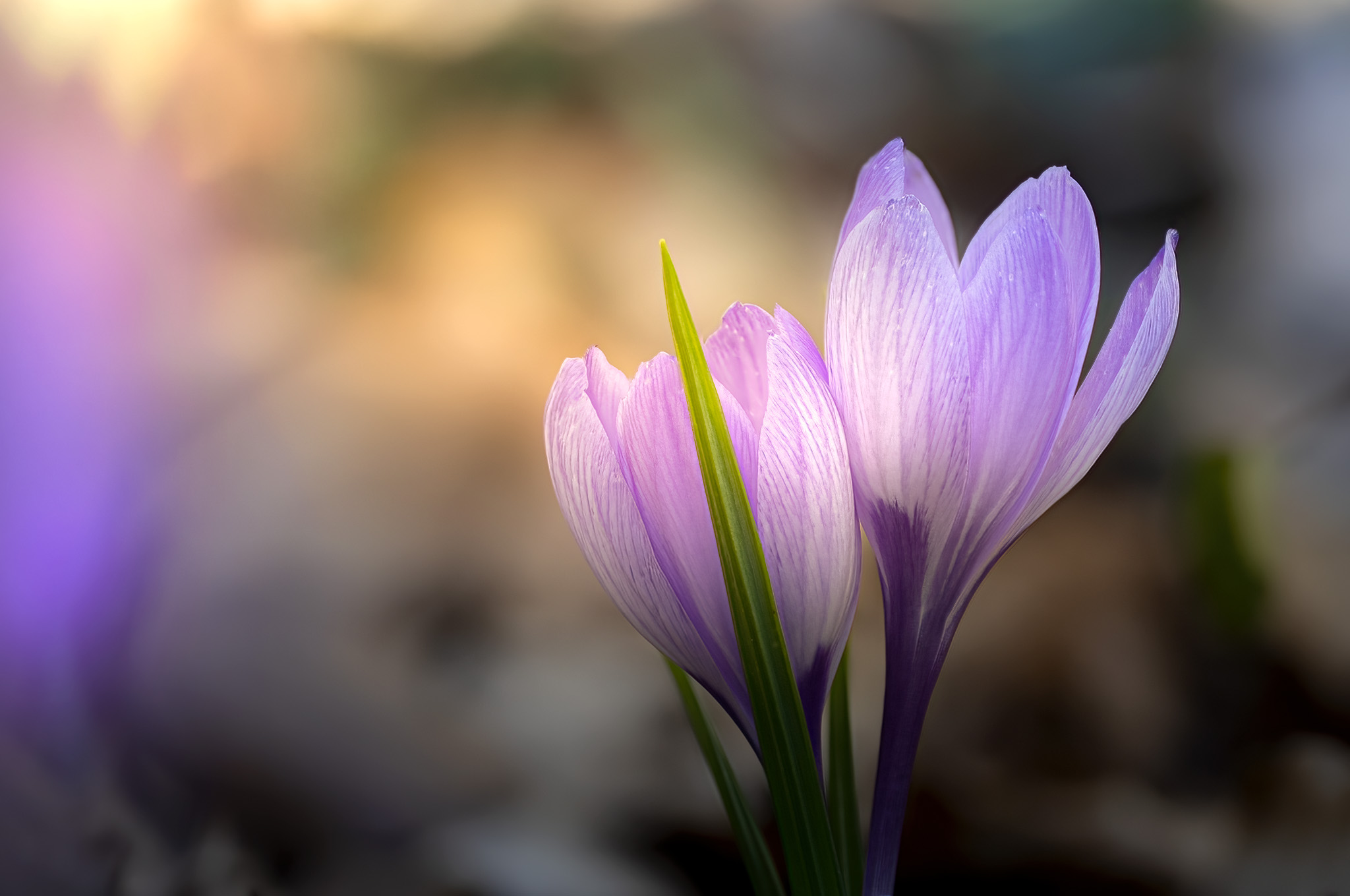 Crocus