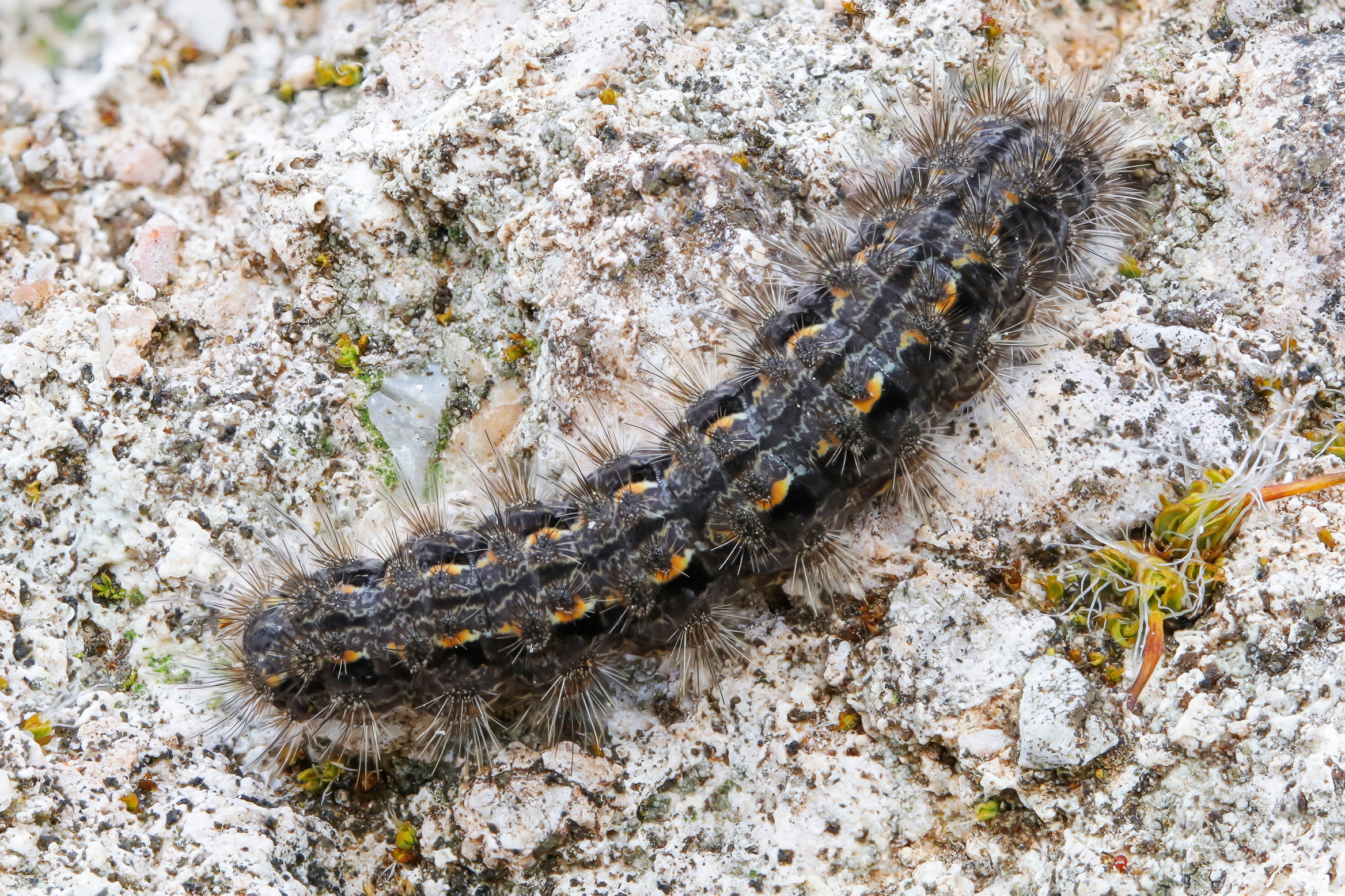 Caterpillar of Eilema sp.