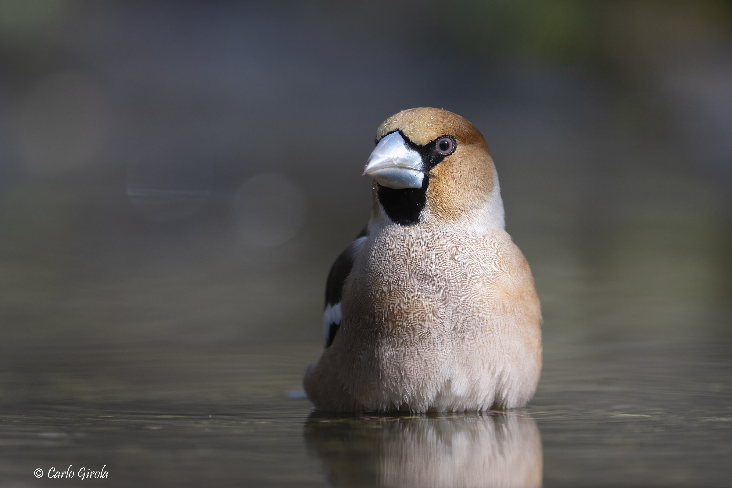 Frosone (Coccothraustes coccothraustes)