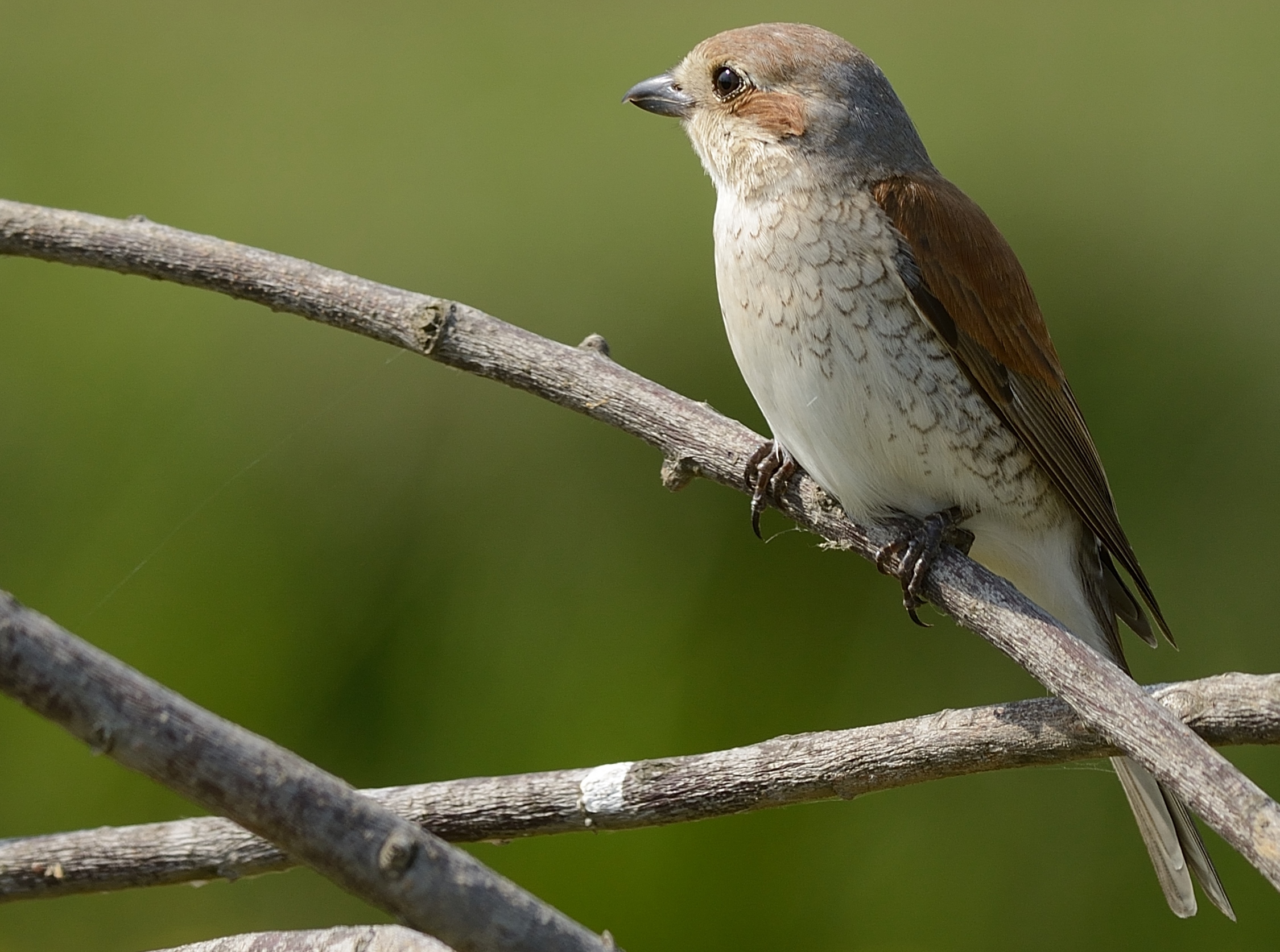 Red-backed shrike / Lanius collurio