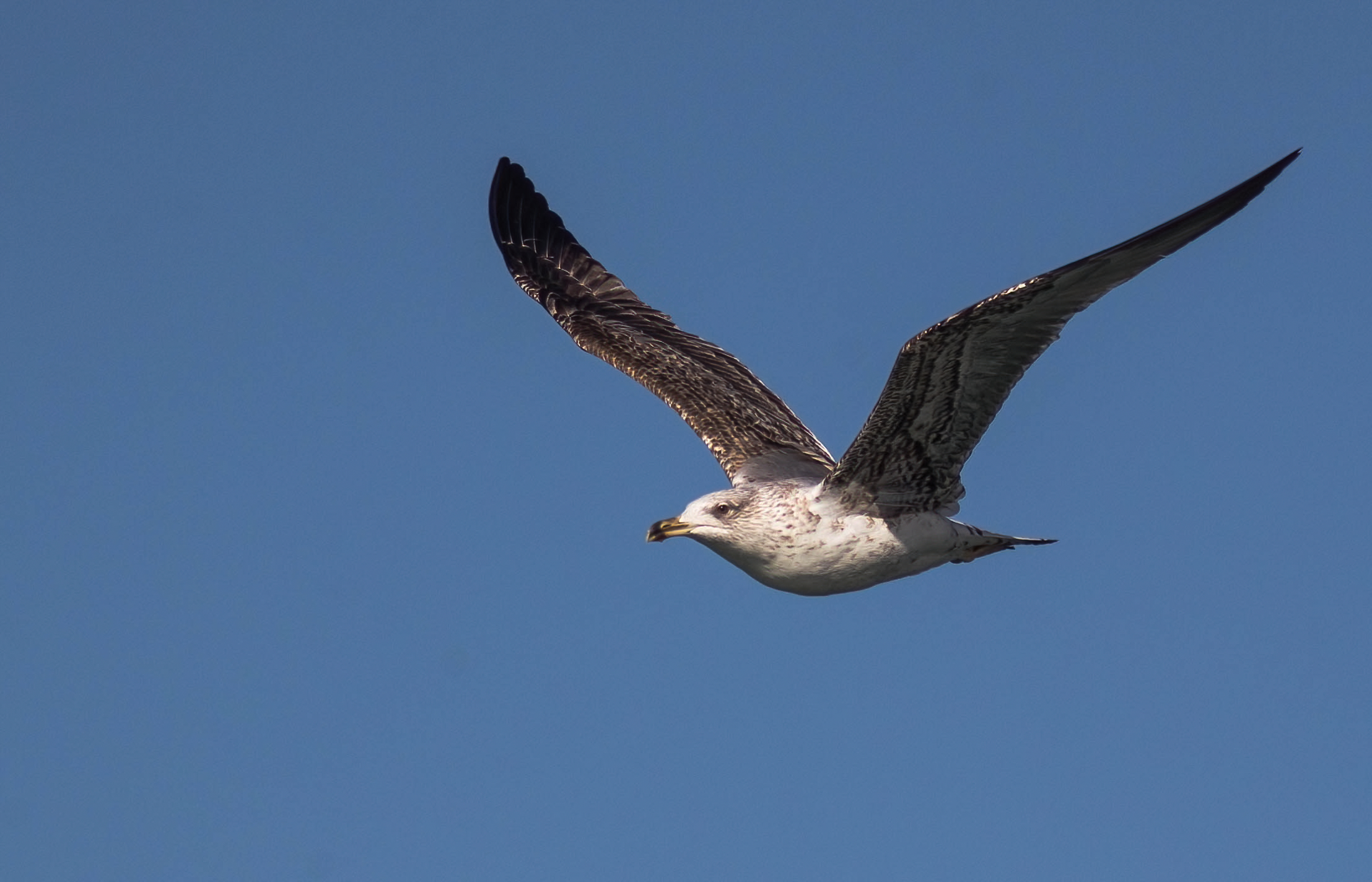 Il volo del gabbiano