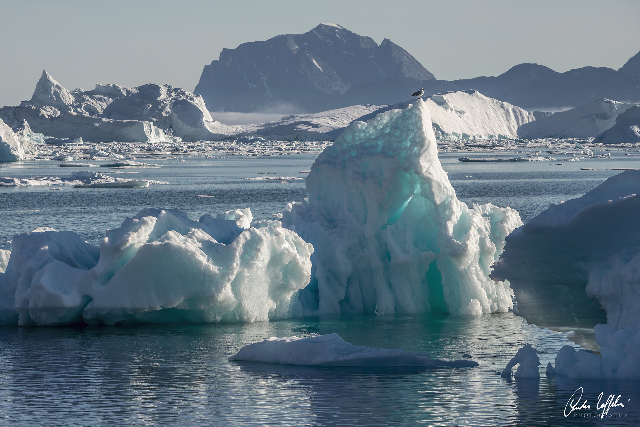 L'iceberg e il gabbiano