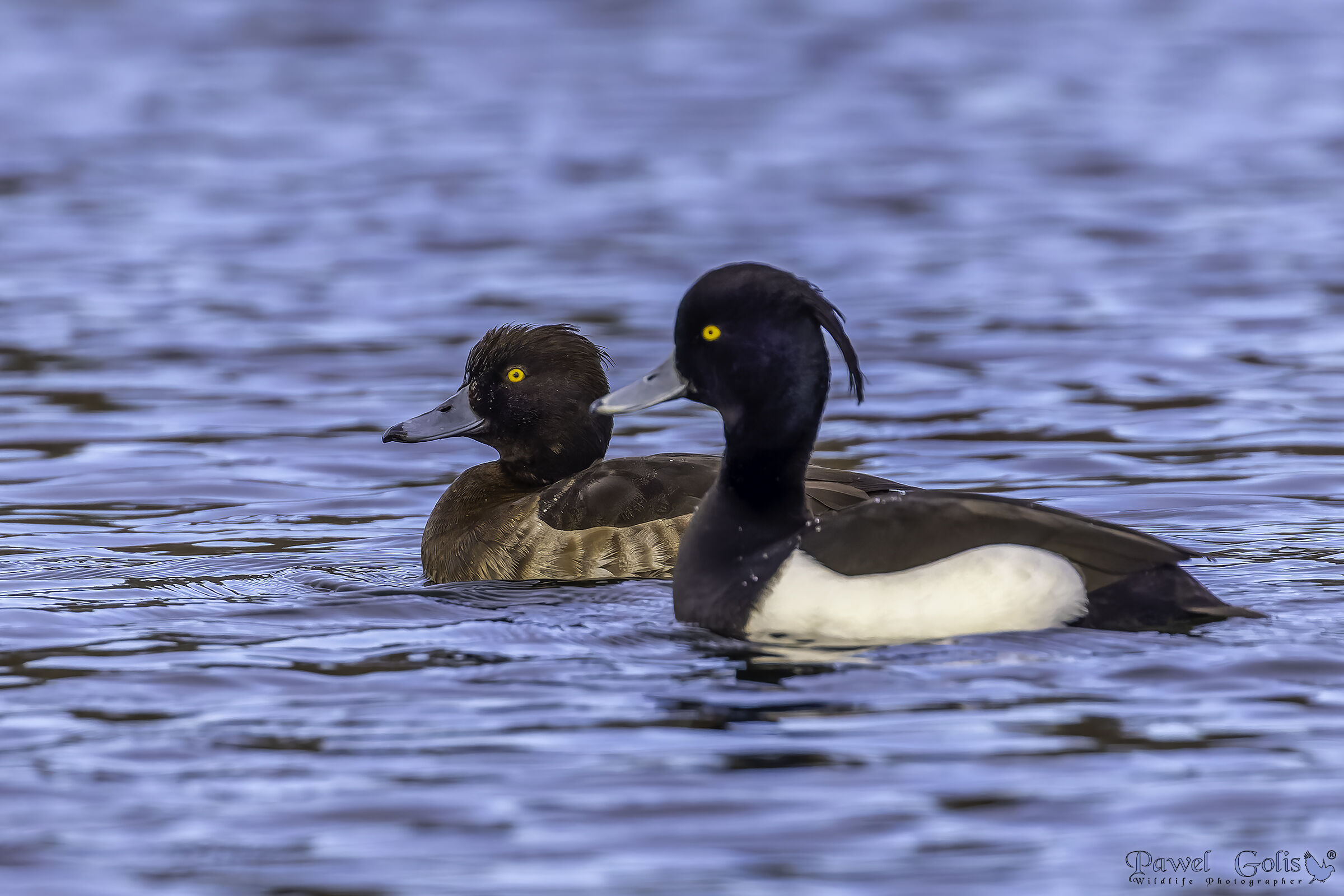 Anatra trapuntata (Aythya fuligula)