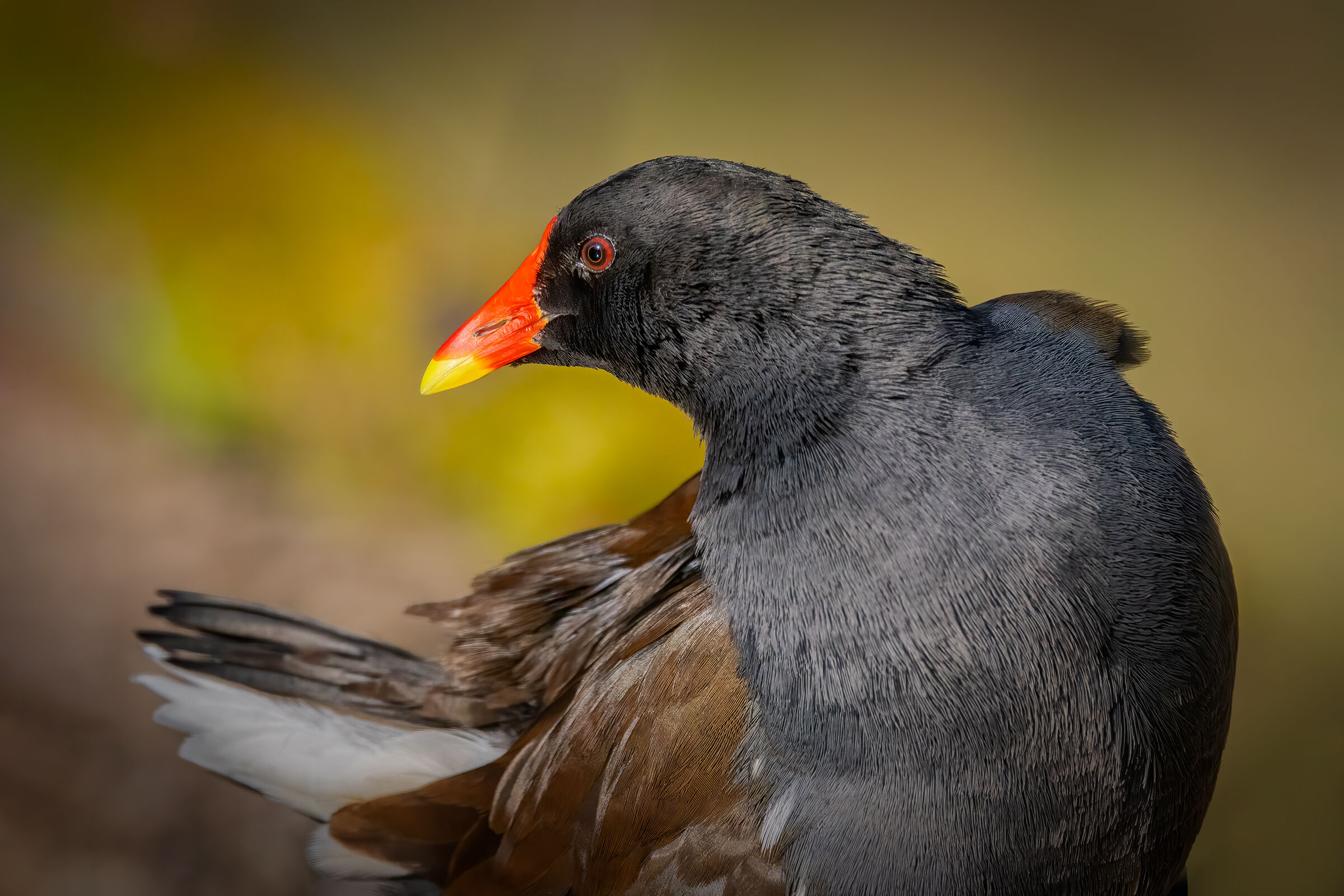 Gallinella d'acqua (Gallinula chloropus)