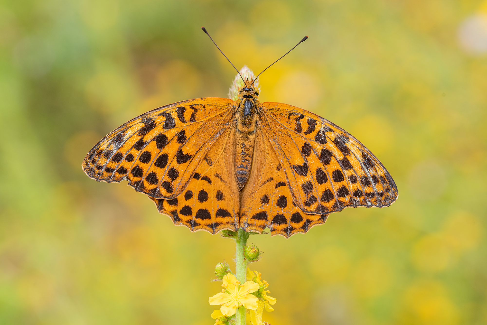 Argynnis paphia
