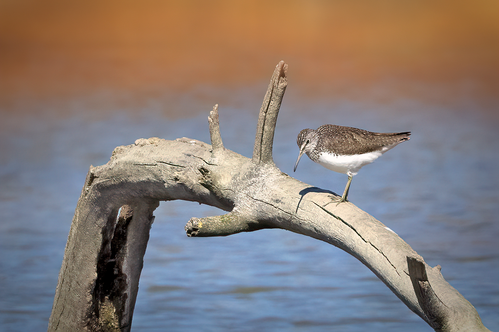 Piro piro culbianco (Tringa ochropus)