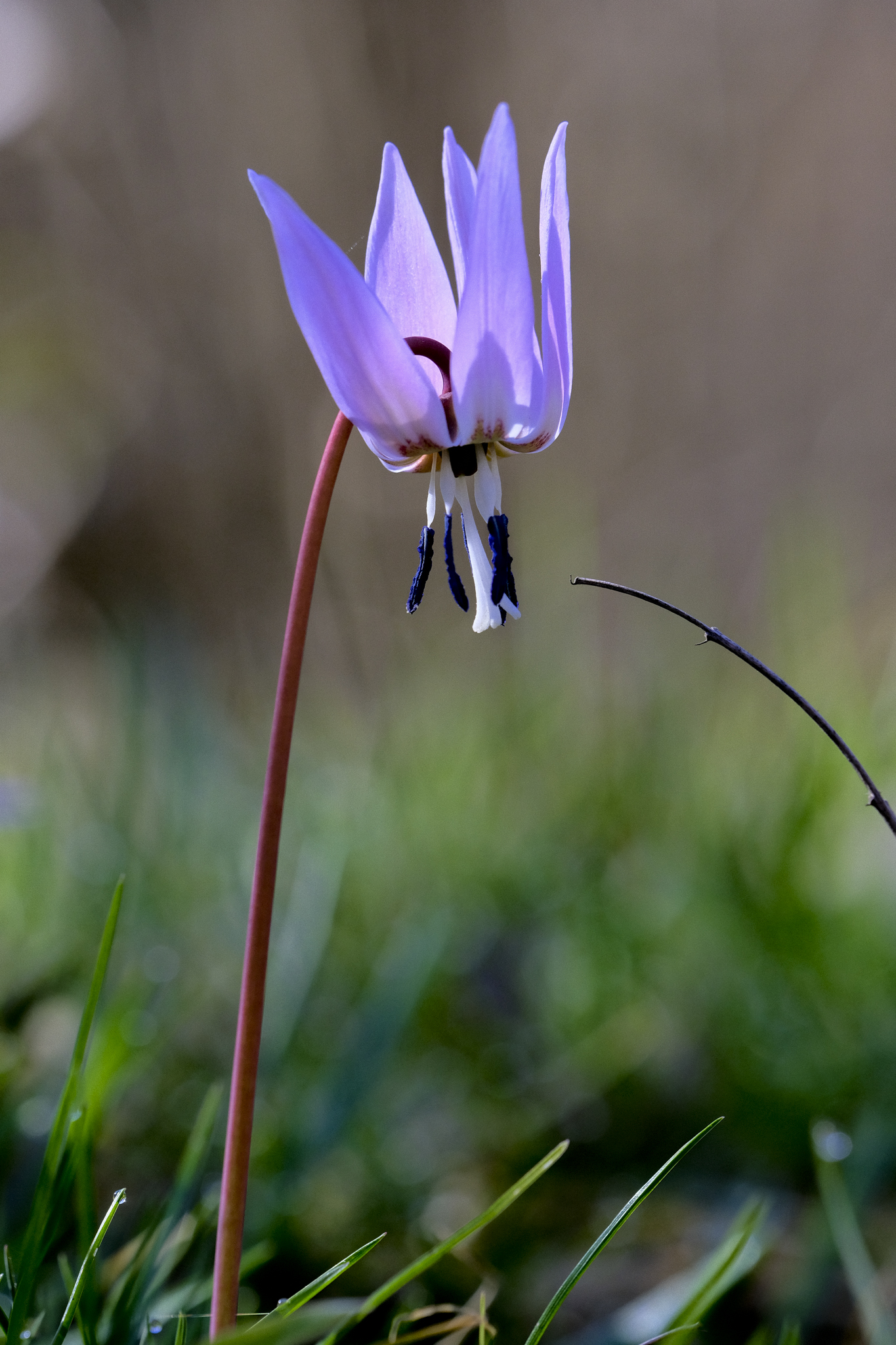 Erythronium dens canis