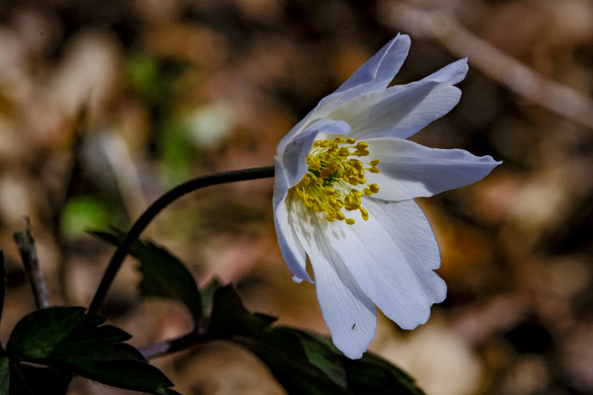Undergrowth