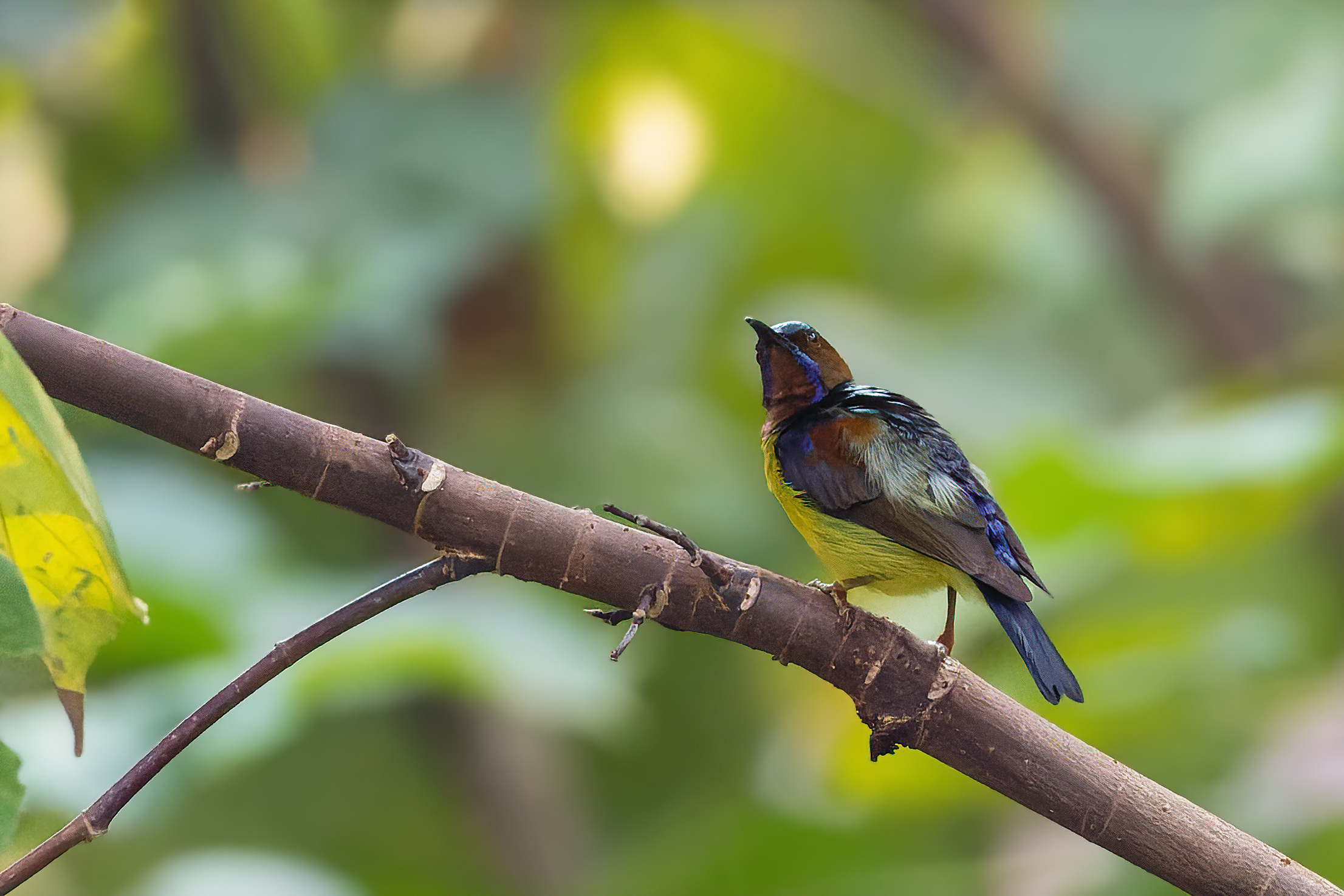 Brown Throated Sunbird (Anthreptes malacensis)
