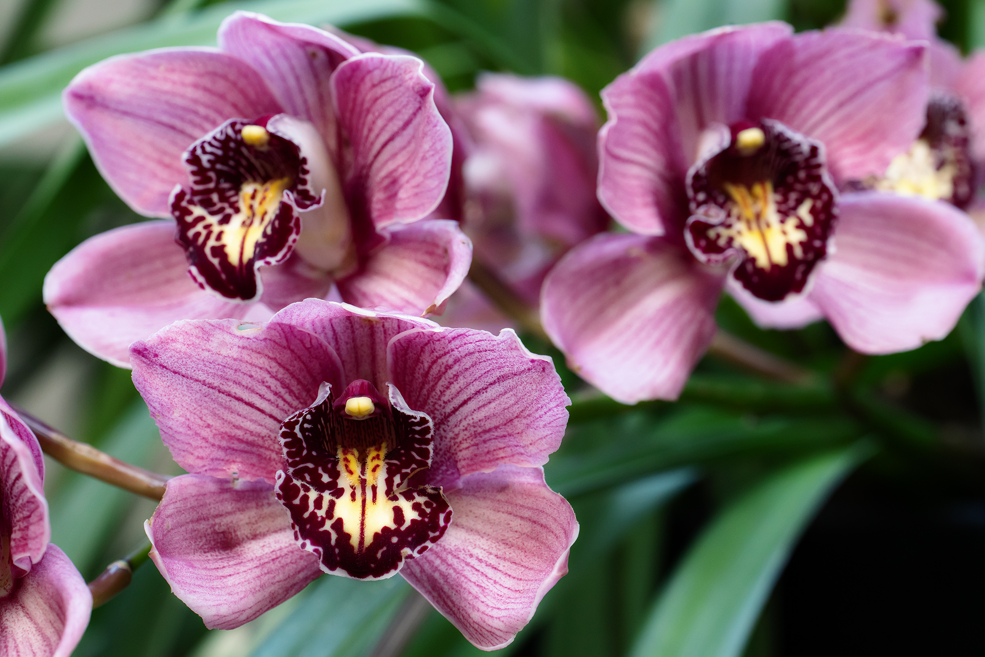 Cymbidium orchid (I think)