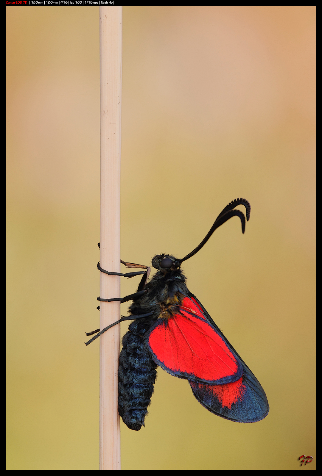 La scalata della pertica