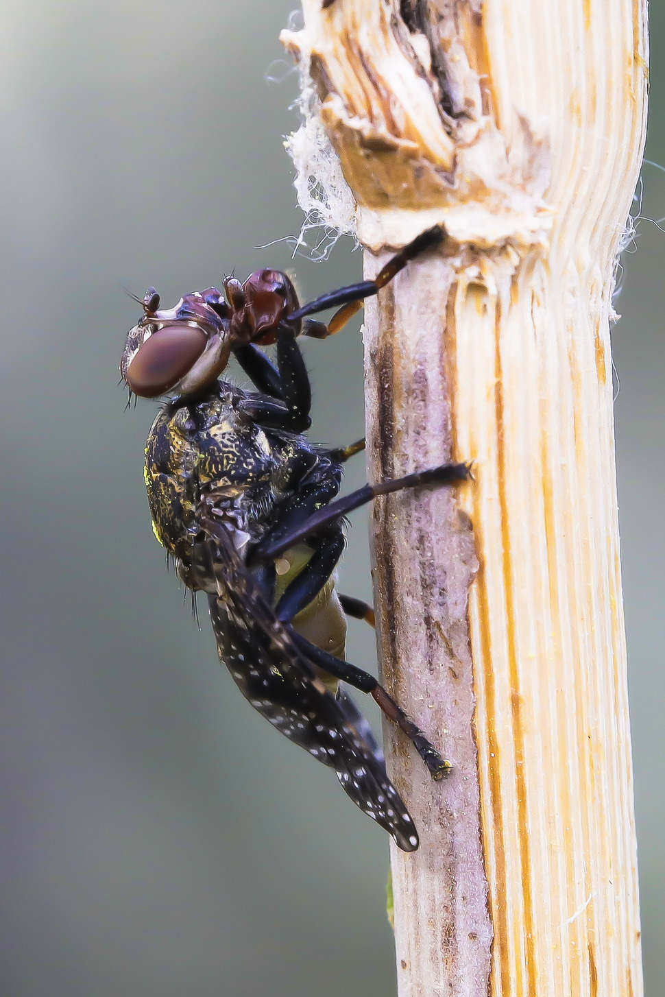 Platystoma sp. z o.o.